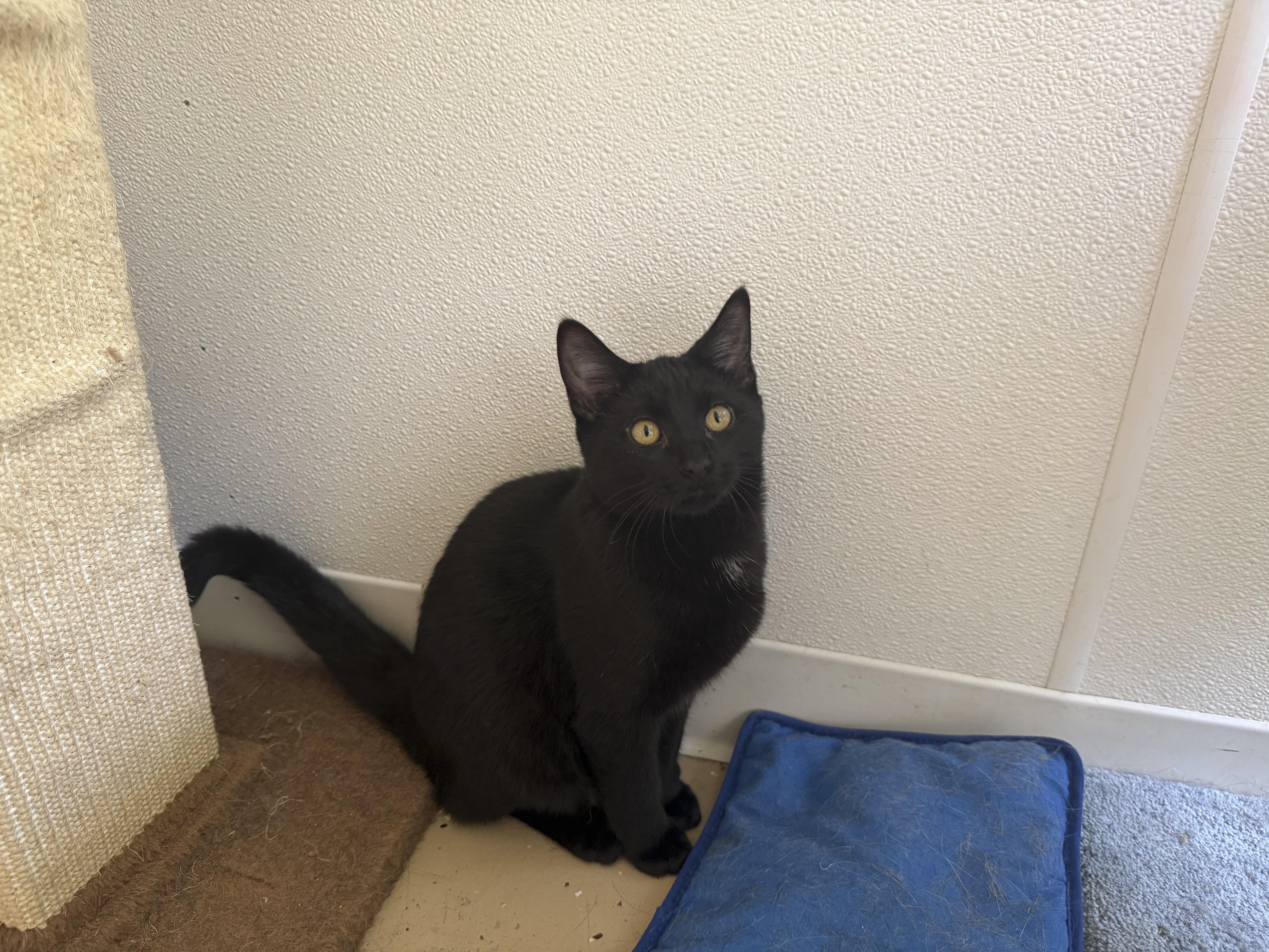 Klein, Adoptable, Young Male Domestic Short Hair.