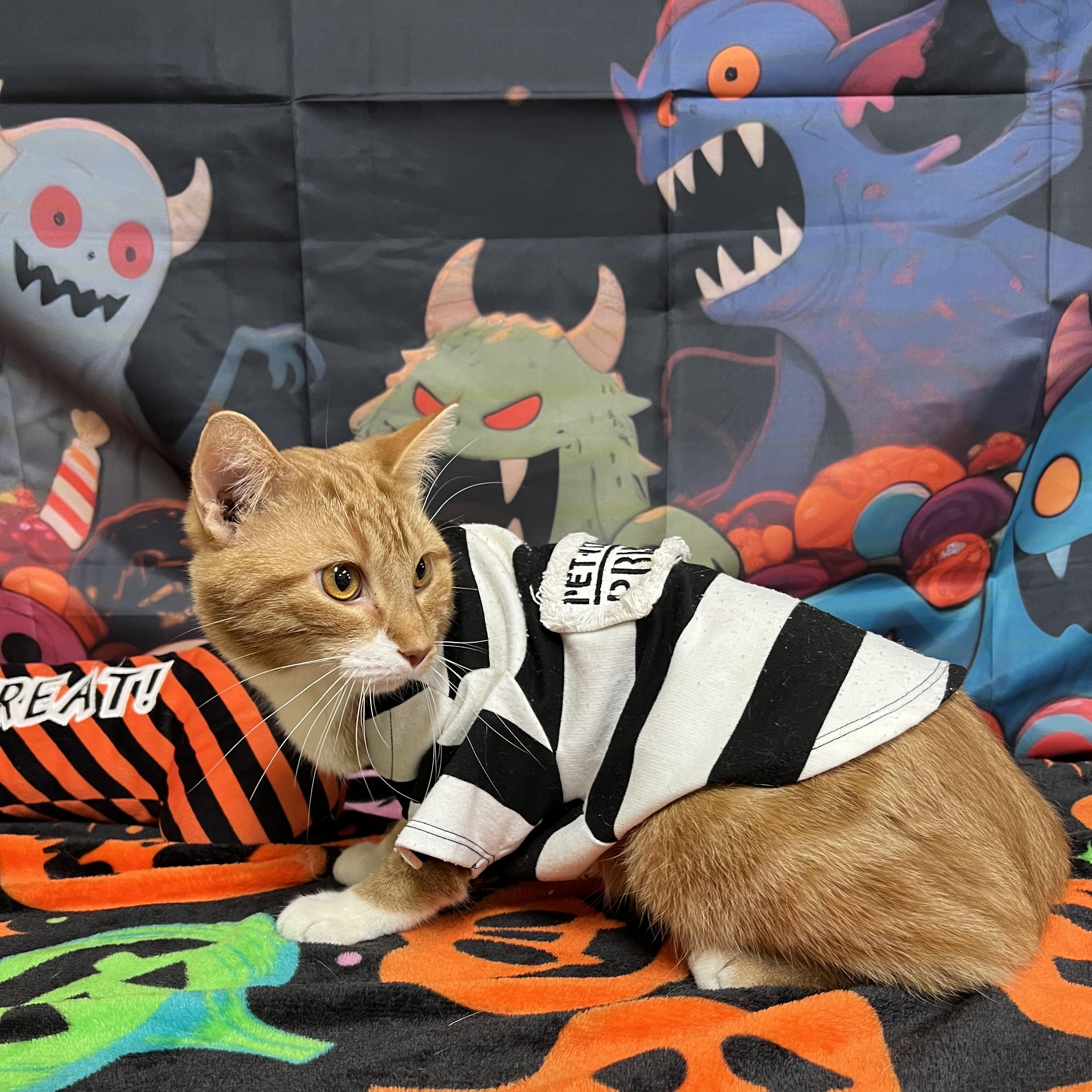 Enlarge Romeo, a Adoptable Domestic Short Hair in Fairmont, MN image 5/6