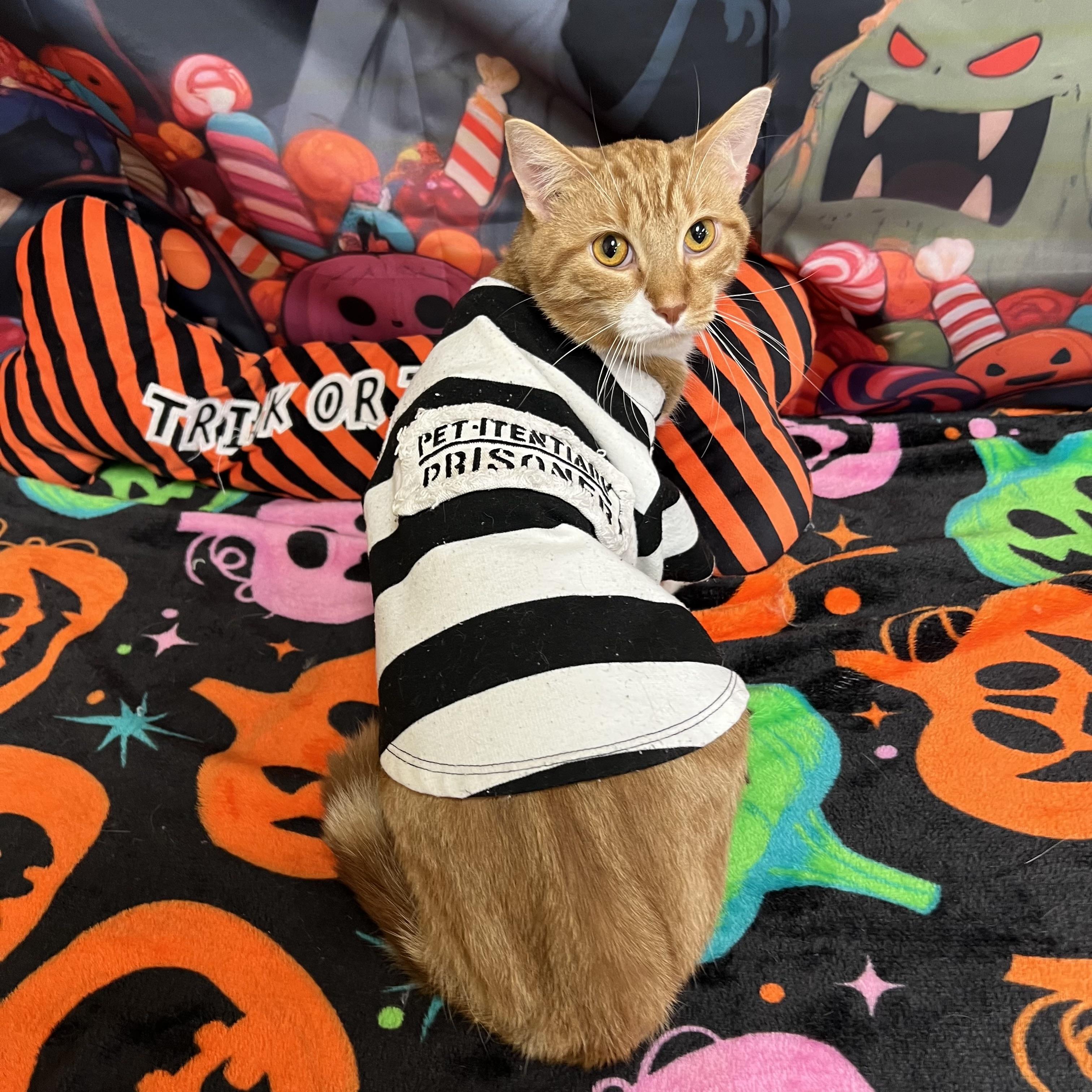 Enlarge Romeo, a Adoptable Domestic Short Hair in Fairmont, MN image 4/6