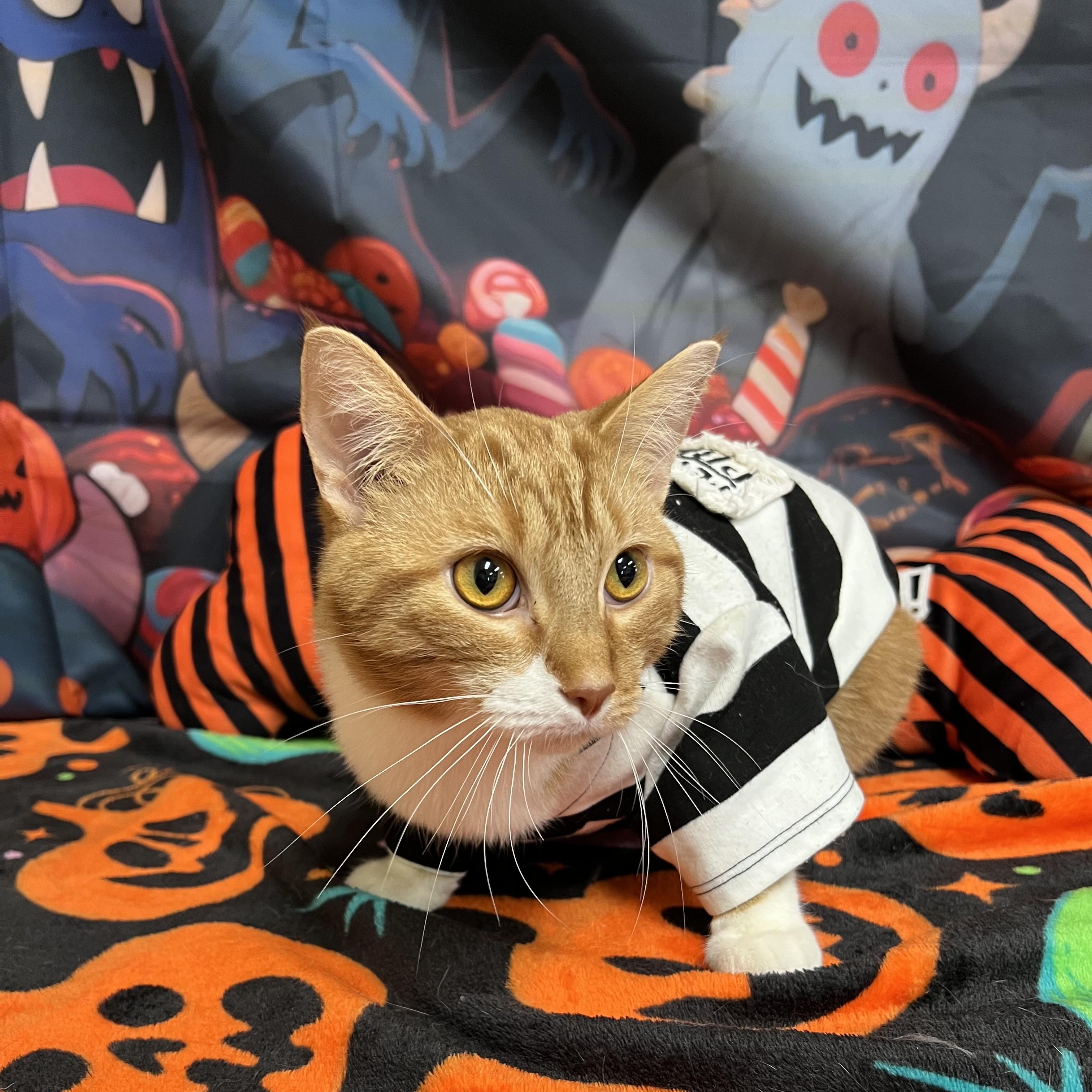 Enlarge Romeo, a Adoptable Domestic Short Hair in Fairmont, MN image 6/6