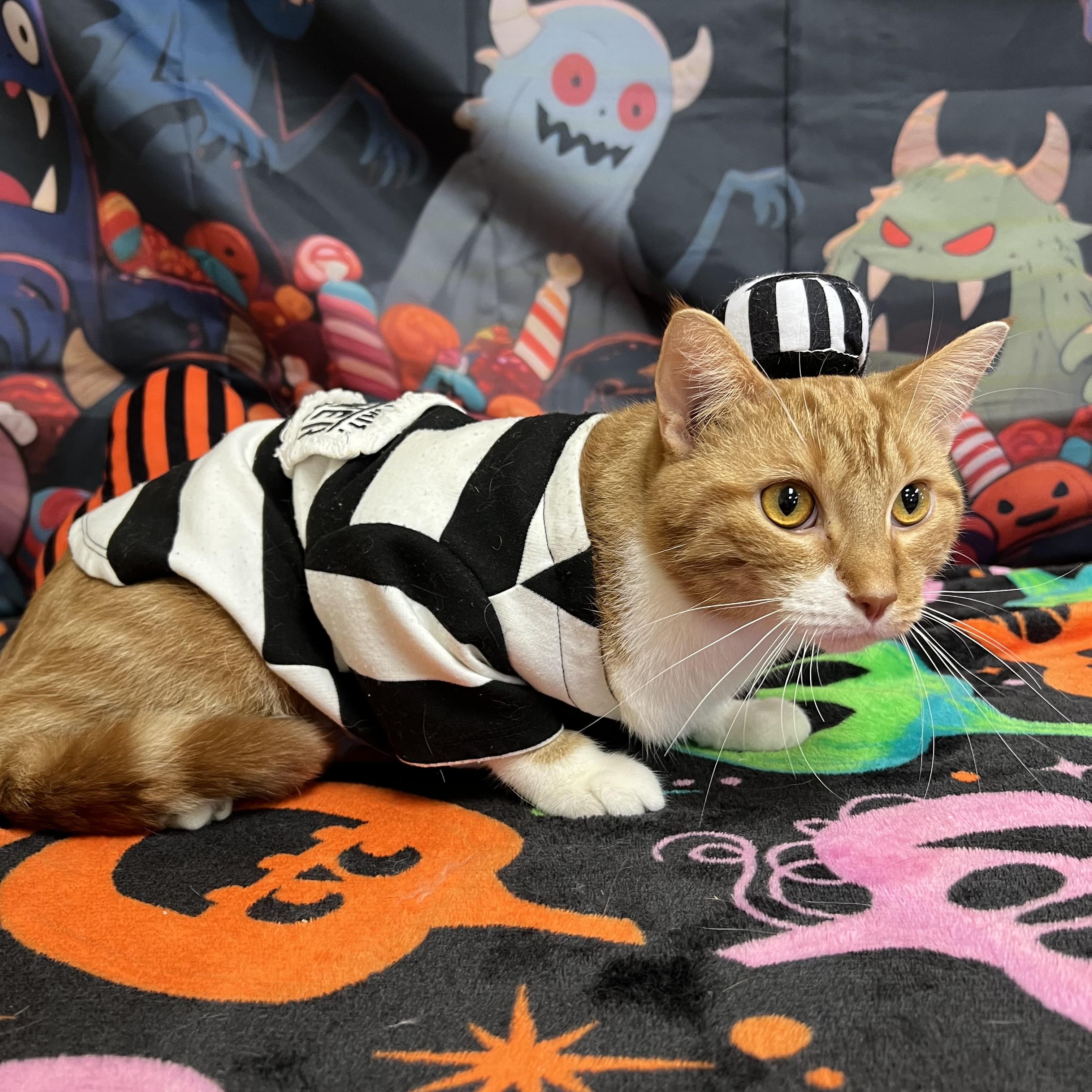 Enlarge Romeo, a Adoptable Domestic Short Hair in Fairmont, MN image 2/6