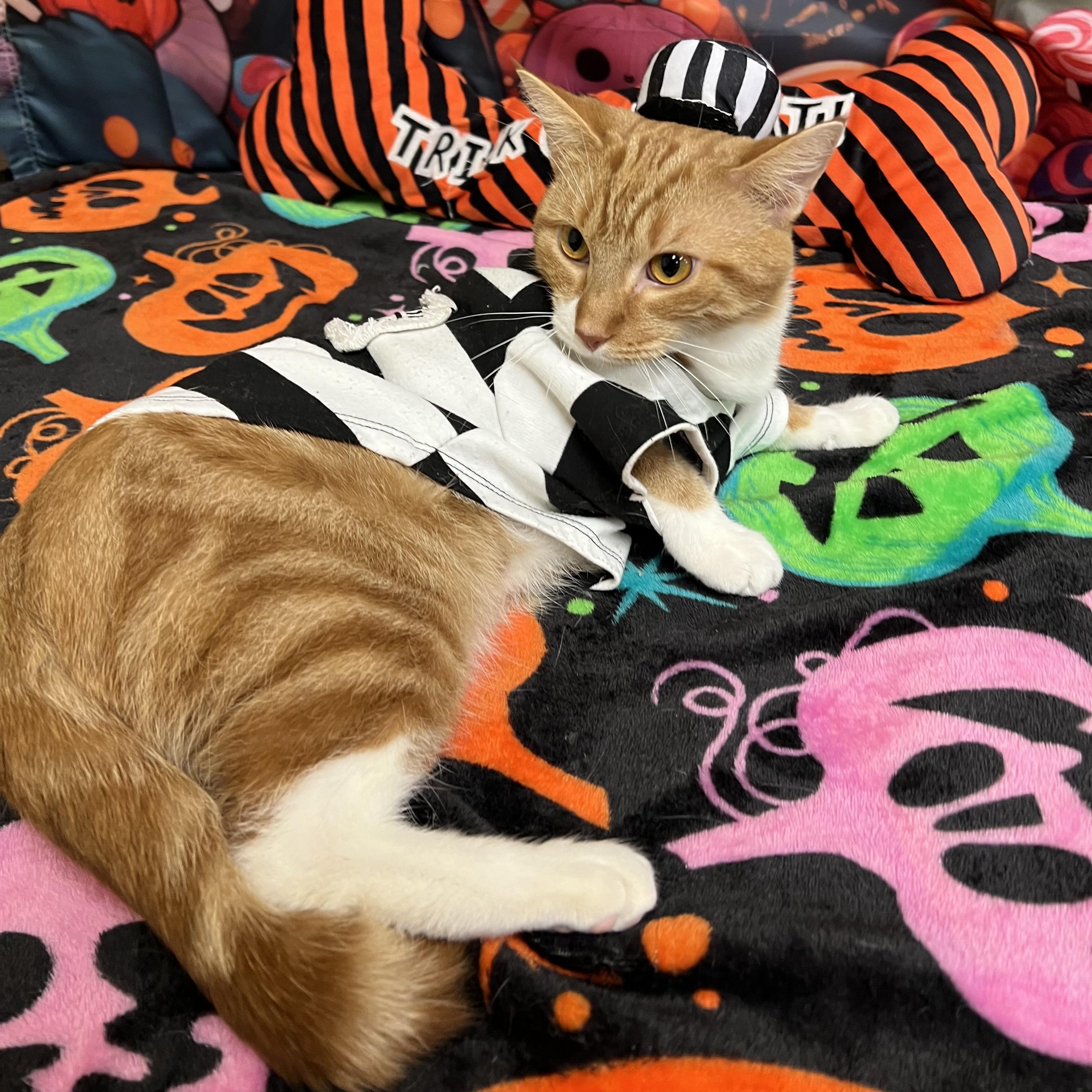 Enlarge Romeo, a Adoptable Domestic Short Hair in Fairmont, MN image 3/6