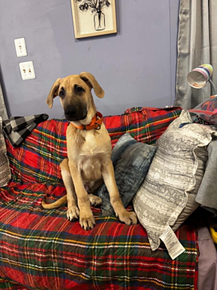 Enlarge Hugo, a Adoptable mixed breed in Dutton, VA image 1/1