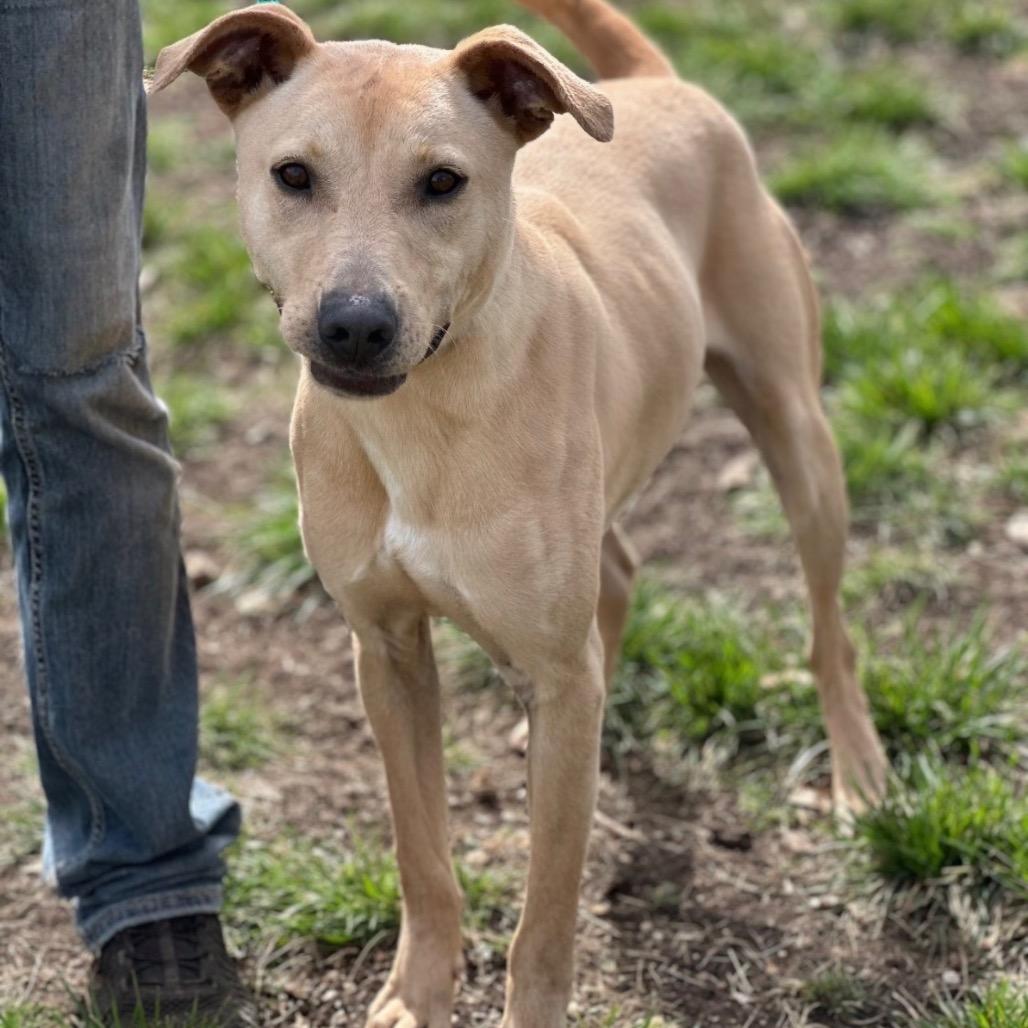 Enlarge Stripe, a Adoptable mixed breed in Hagerstown, MD image 1/3
