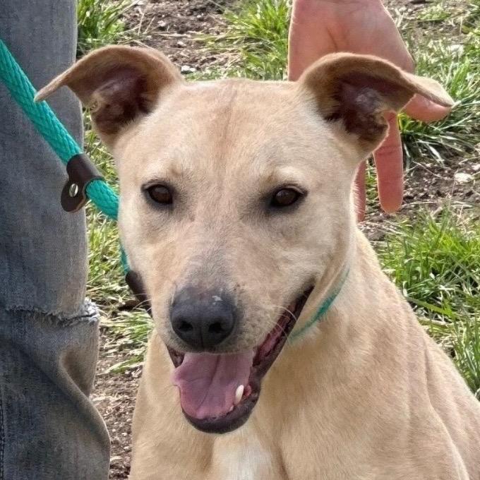 Enlarge Stripe, a Adoptable mixed breed in Hagerstown, MD image 2/3