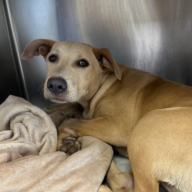 Enlarge Stripe, a Adoptable mixed breed in Hagerstown, MD image 3/3