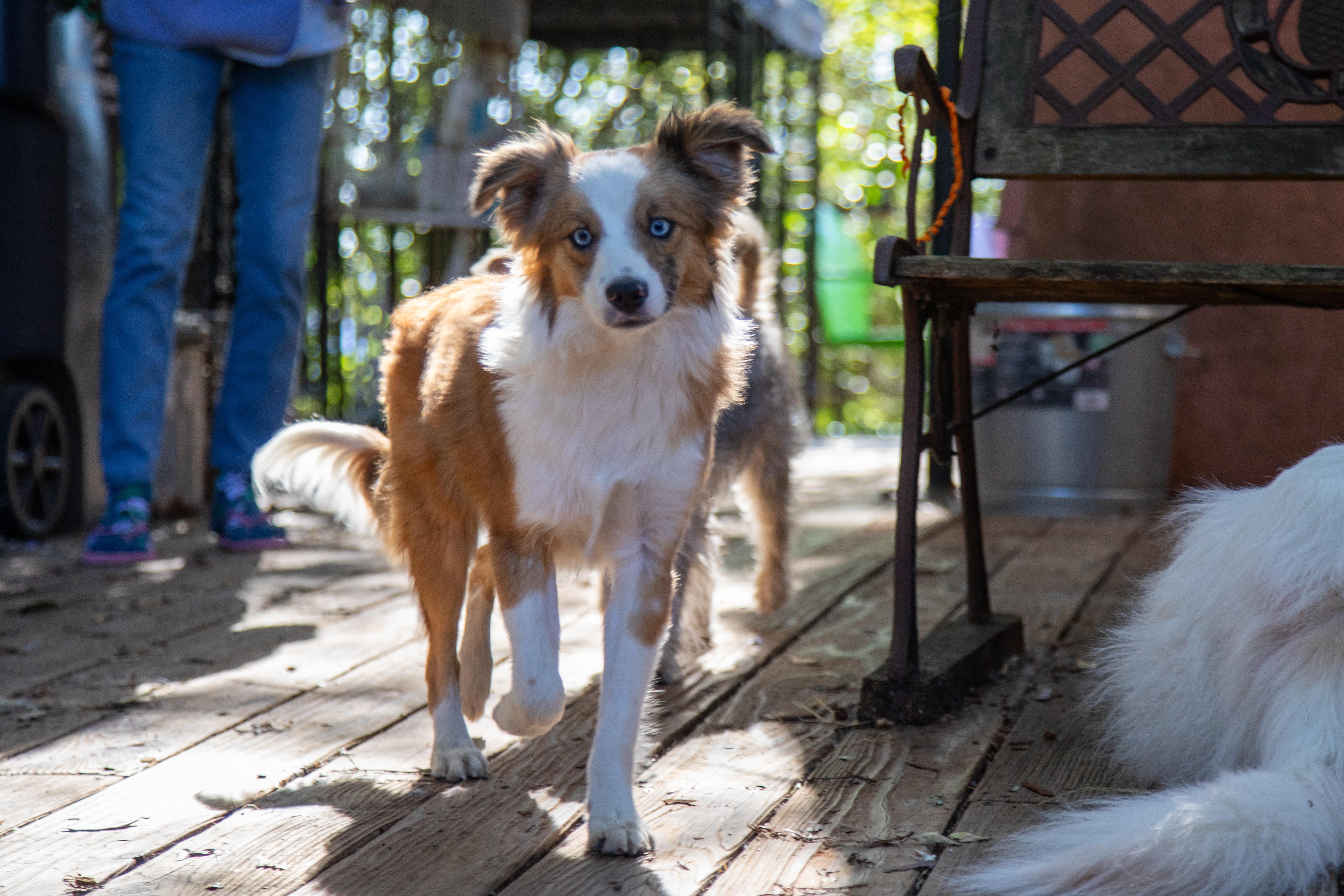 Enlarge LARRY, a ADOPTABLE Australian Shepherd in Felton, CA image 4/6