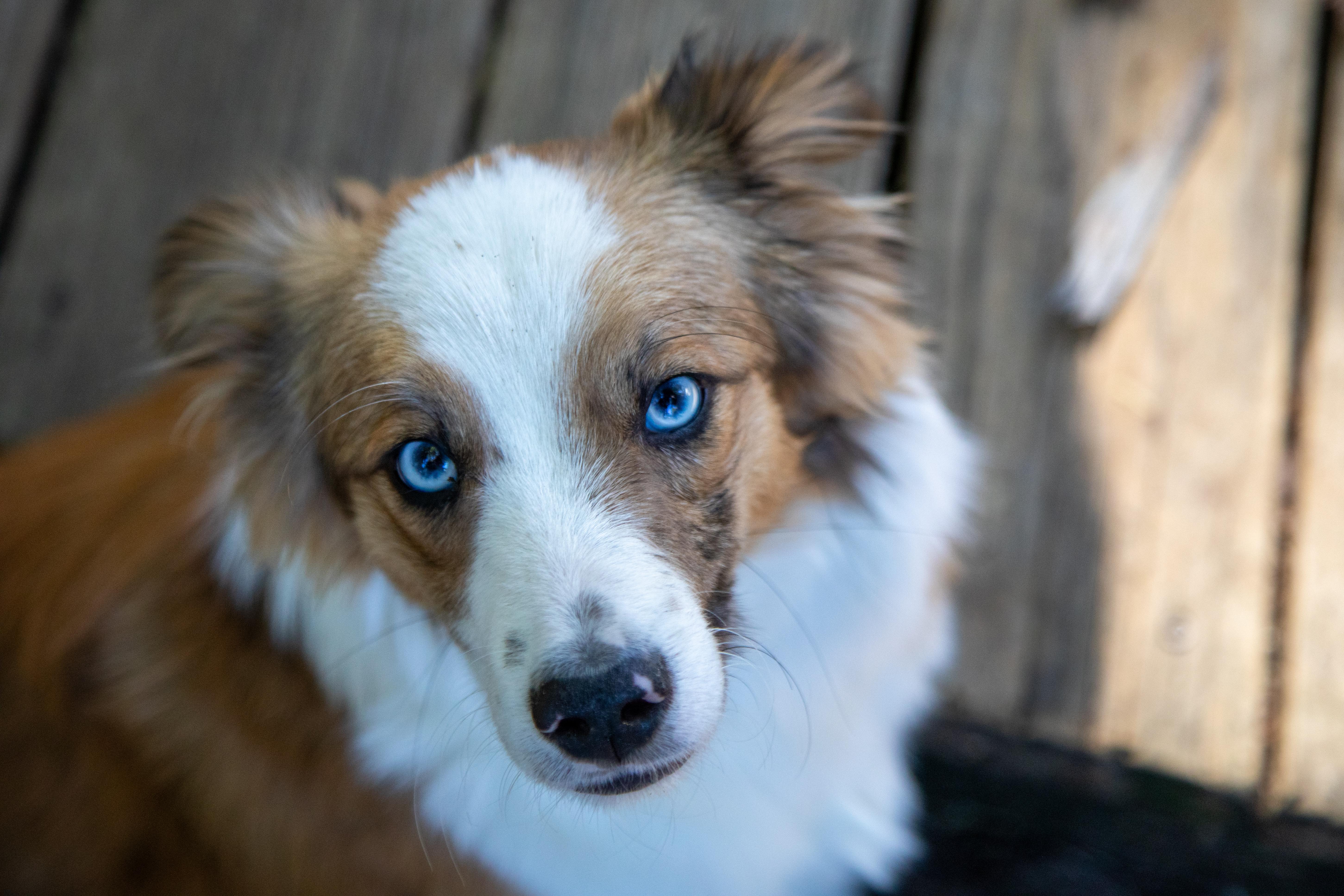 Enlarge LARRY, a ADOPTABLE Australian Shepherd in Felton, CA image 3/6