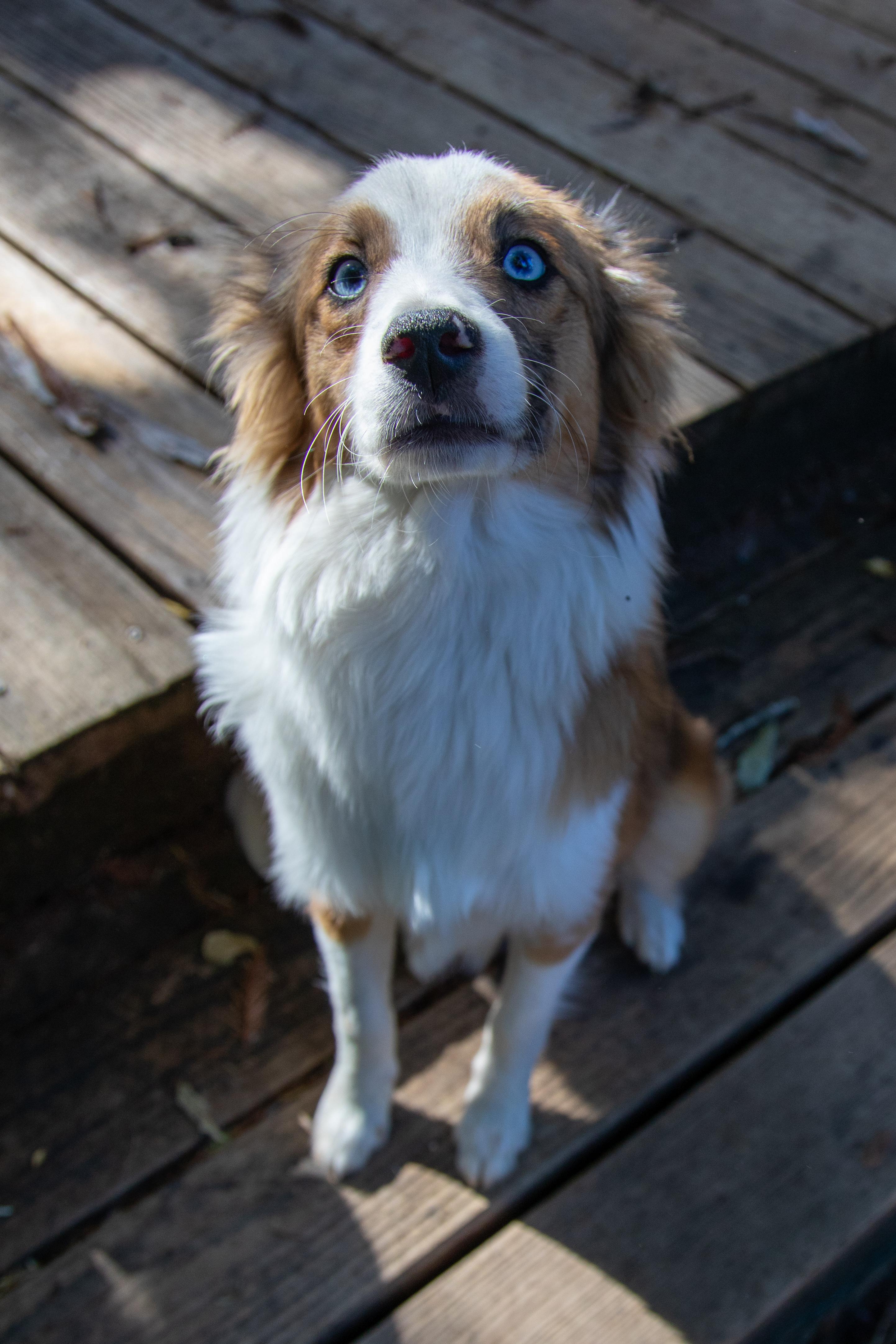 Enlarge LARRY, a ADOPTABLE Australian Shepherd in Felton, CA image 6/6
