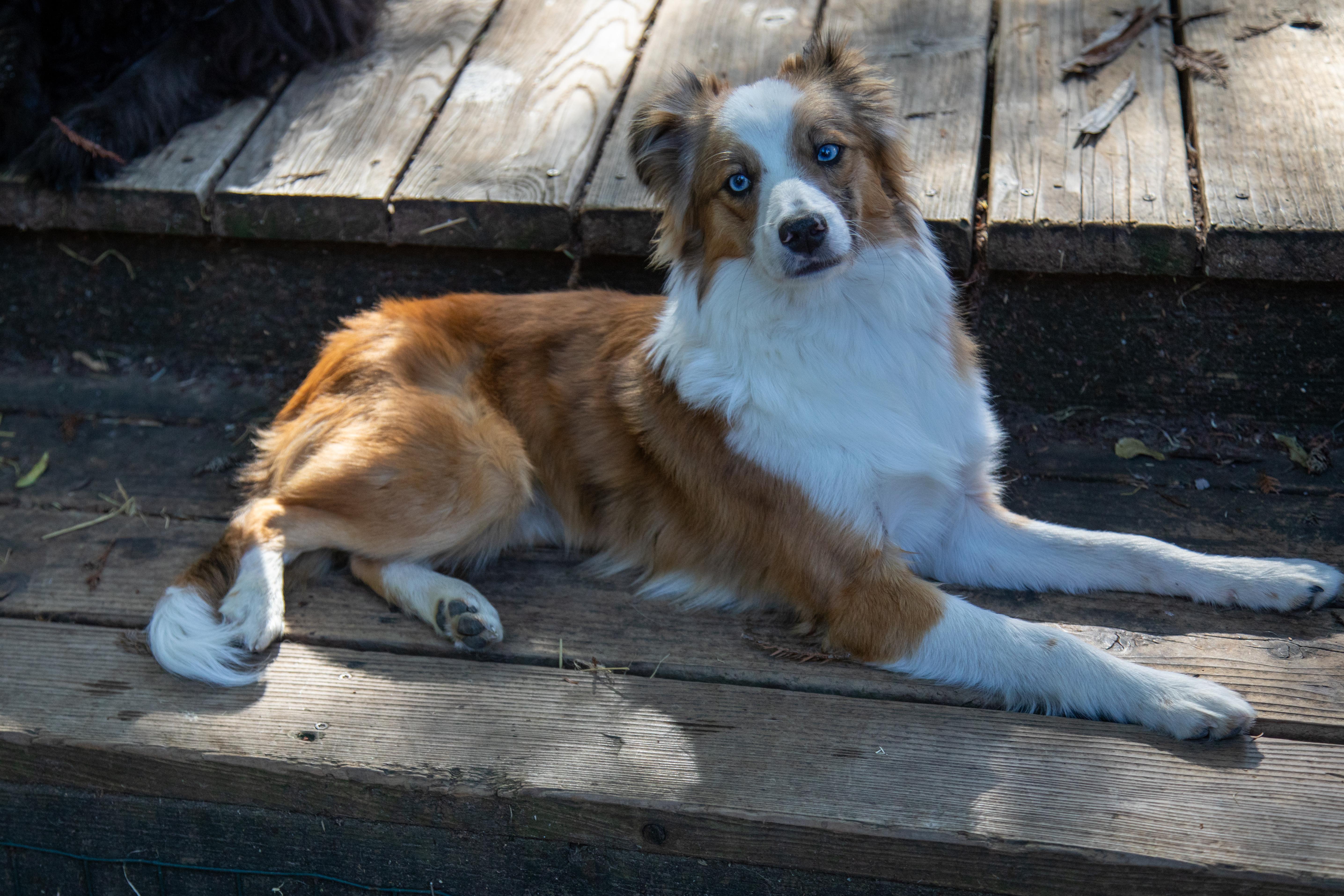 Enlarge LARRY, a ADOPTABLE Australian Shepherd in Felton, CA image 5/6