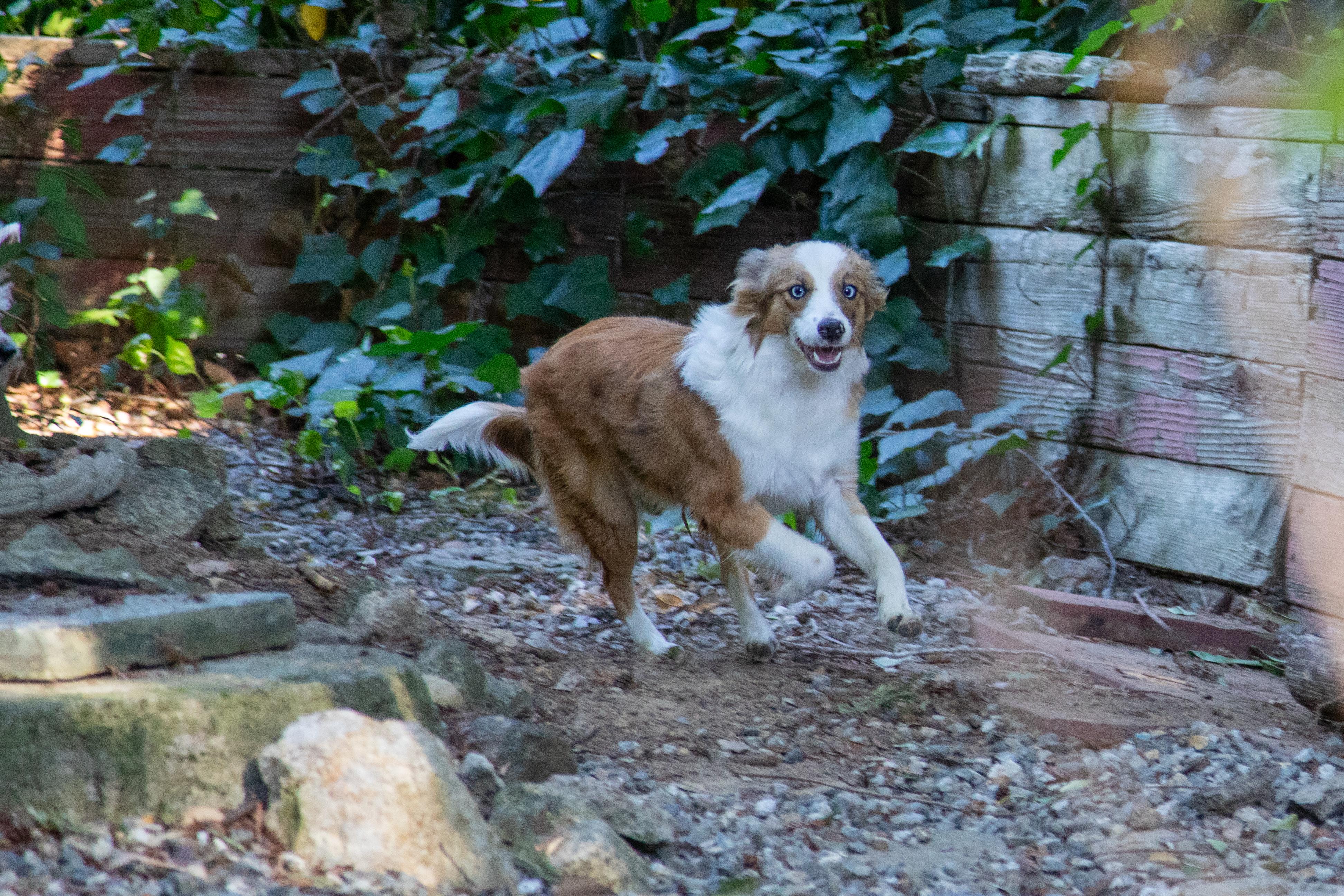 Enlarge LARRY, a ADOPTABLE Australian Shepherd in Felton, CA image 1/6