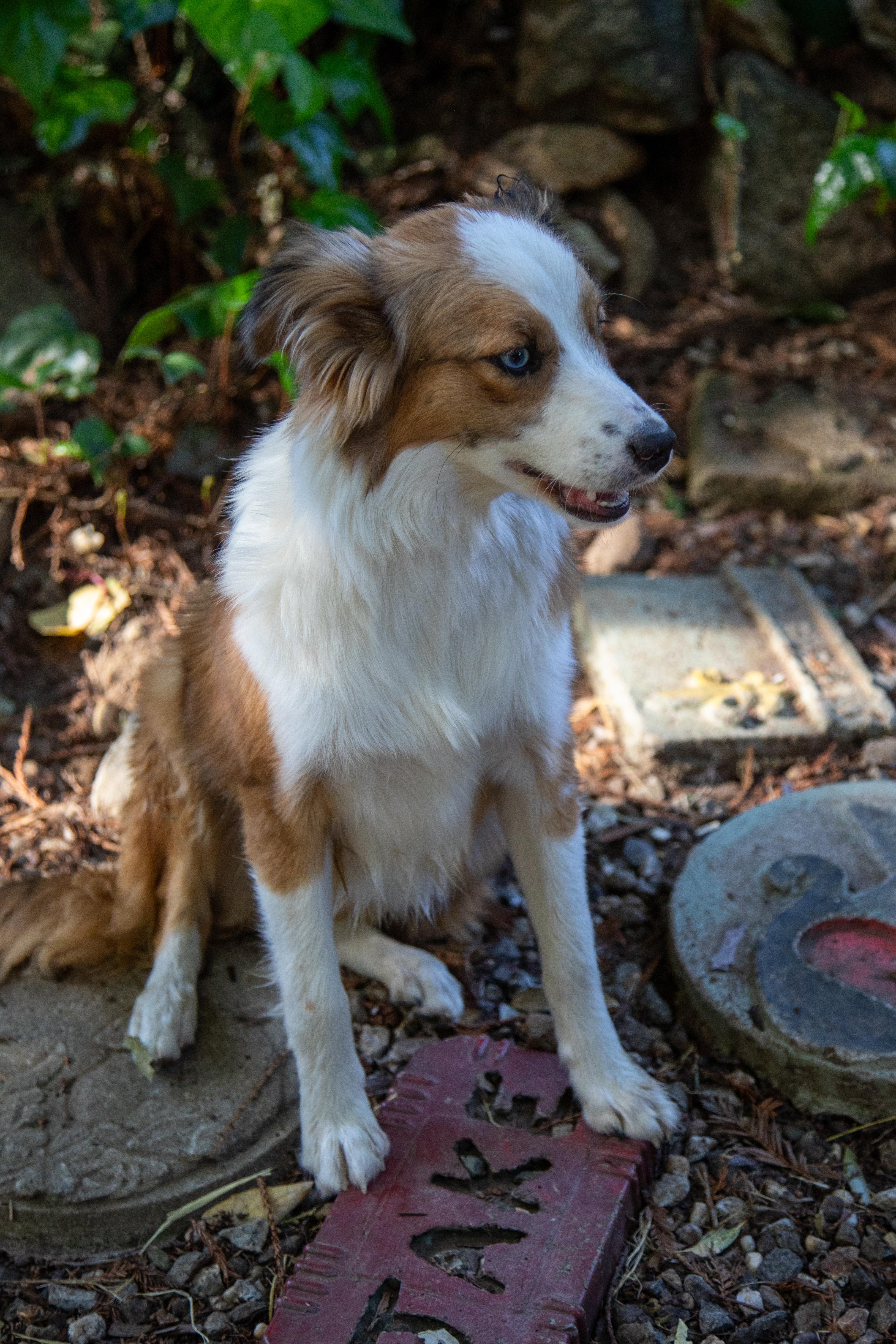 Enlarge LARRY, a ADOPTABLE Australian Shepherd in Felton, CA image 2/6