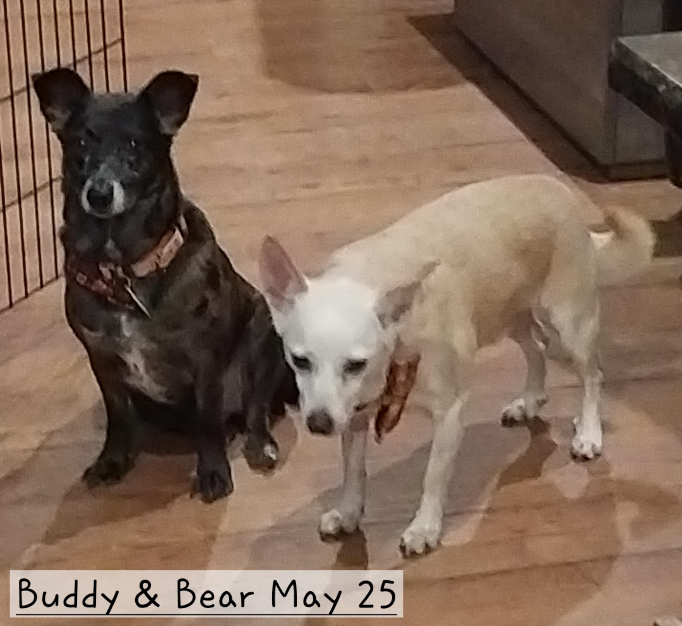 Buddy & Bear, adopted, Adult Male Terrier & Beagle.