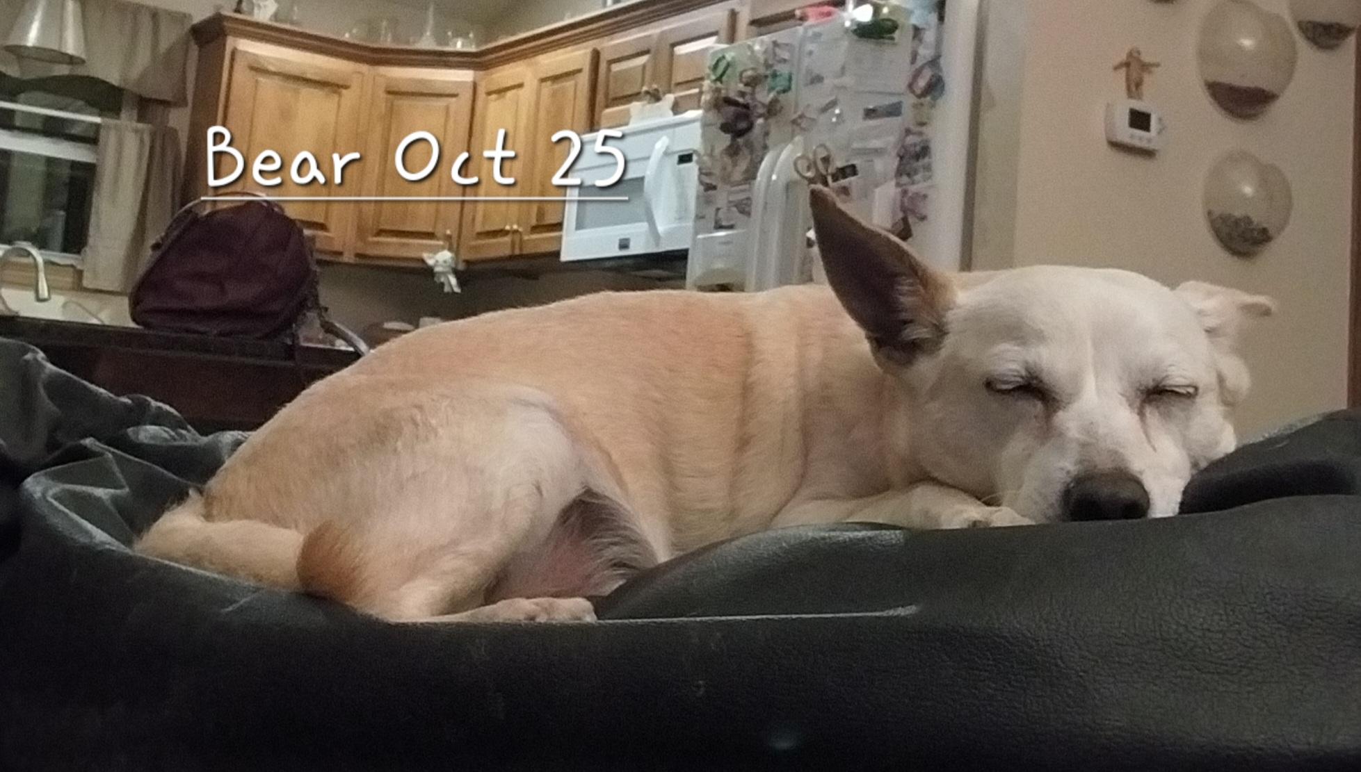 Enlarge Buddy & Bear, an adopted mixed breed in New Franklin, OH image 2/3