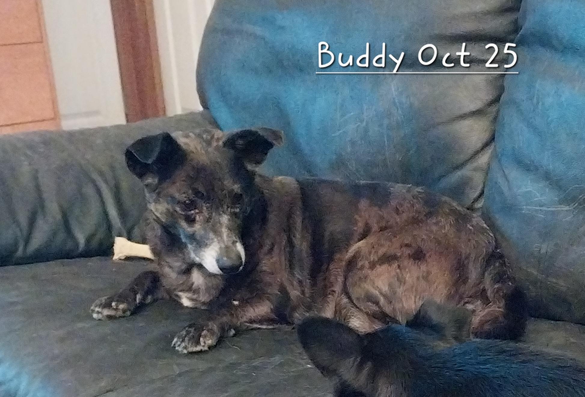 Enlarge Buddy & Bear, an adopted mixed breed in New Franklin, OH image 3/3