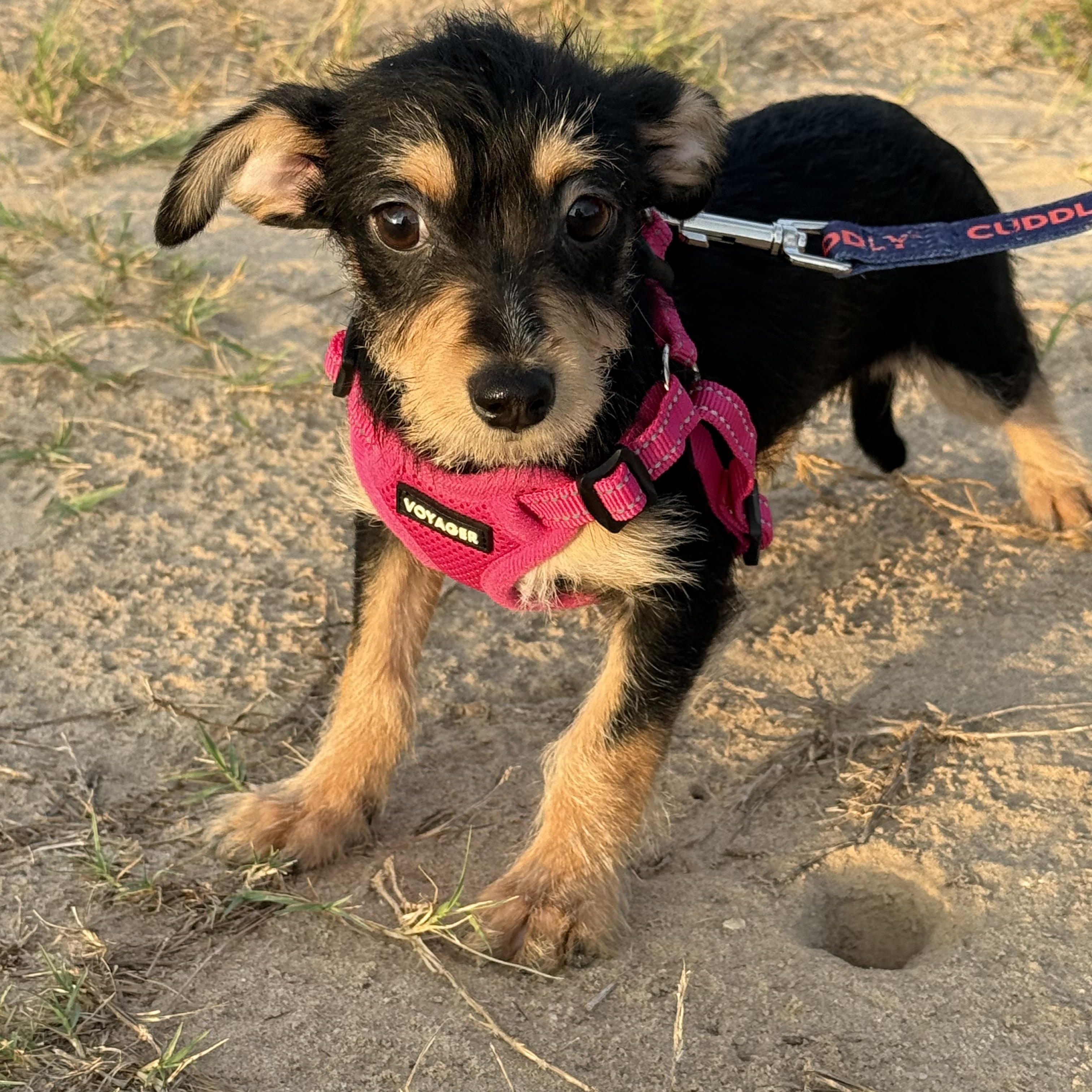 Poppi, Adopted, Puppy Female Chiweenie & Terrier.