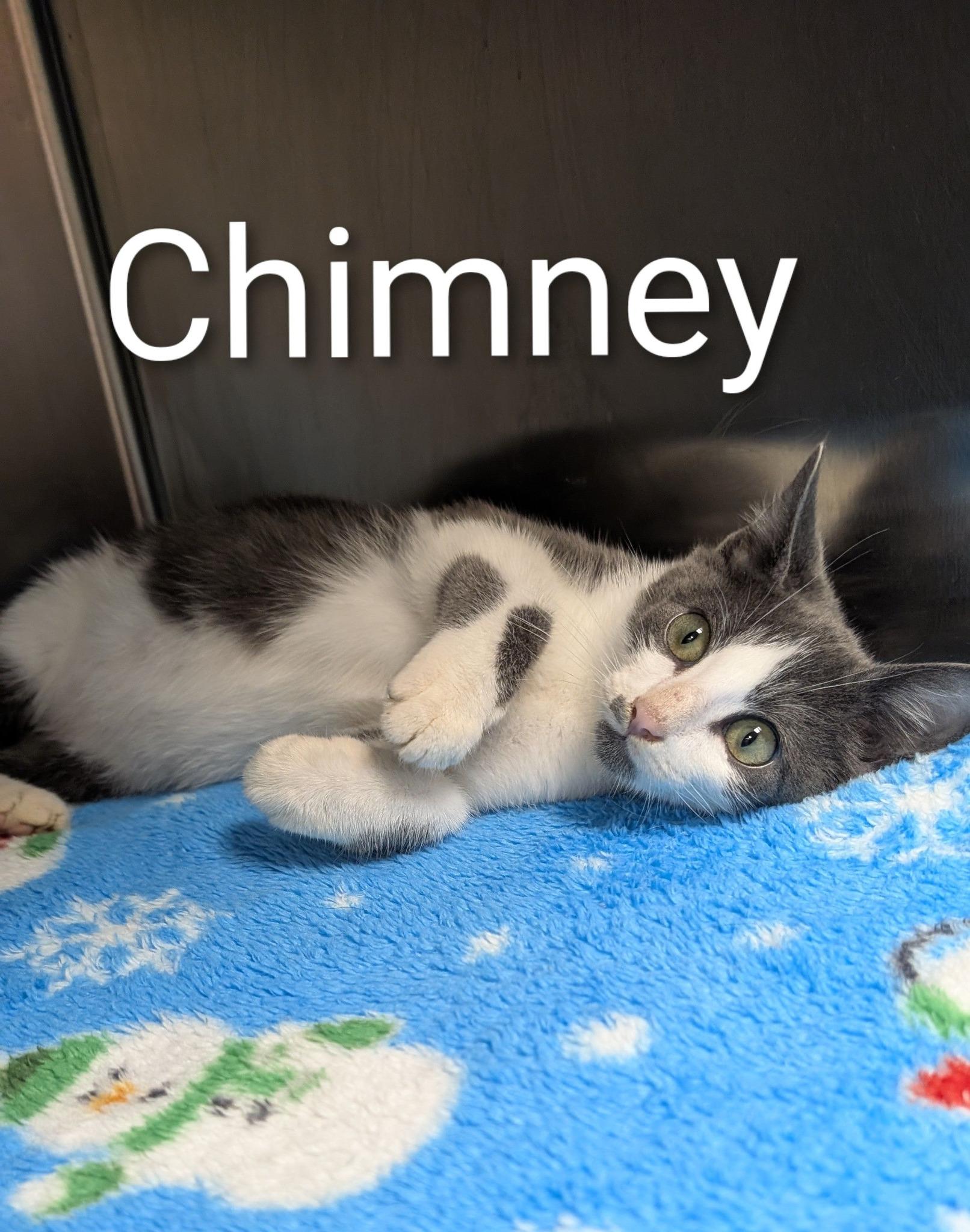 Chimney, ADOPTABLE, Young Male Domestic Short Hair.