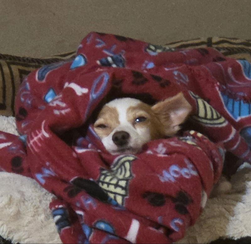 Enlarge Piper, a Adopted Chihuahua in Montgomery, TX image 2/3