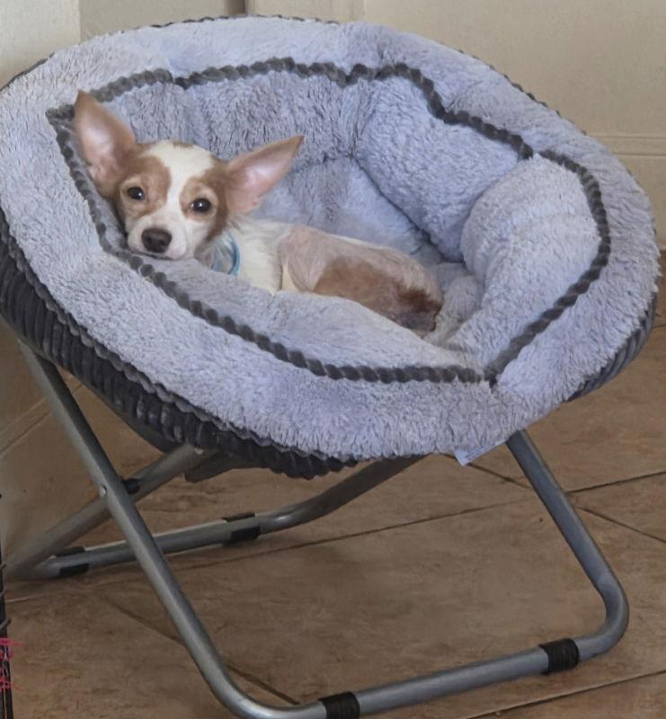 Enlarge Piper, a Adopted Chihuahua in Montgomery, TX image 3/3