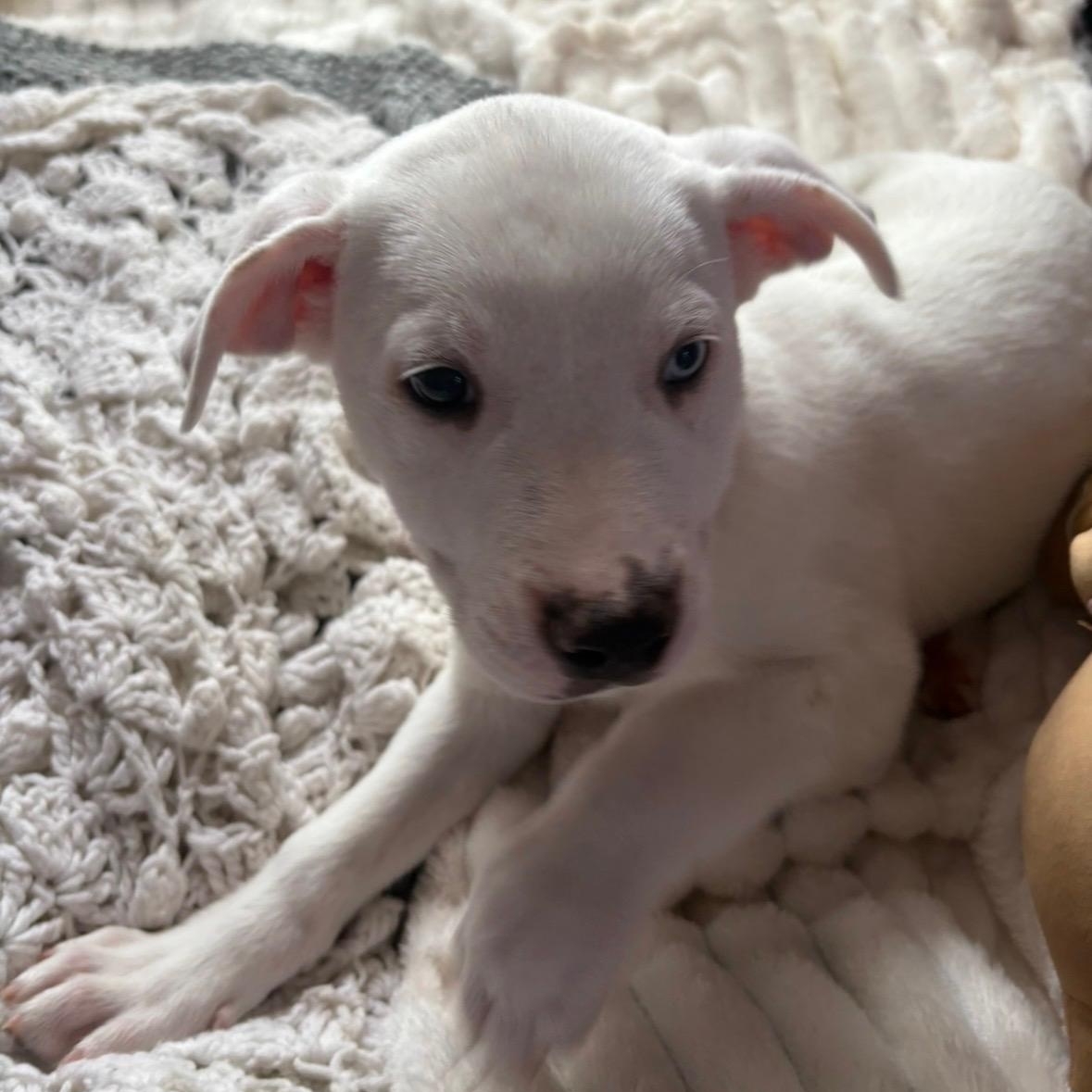 Enlarge Jamie, a Adoptable mixed breed in Lindenhurst, NY image 1/1