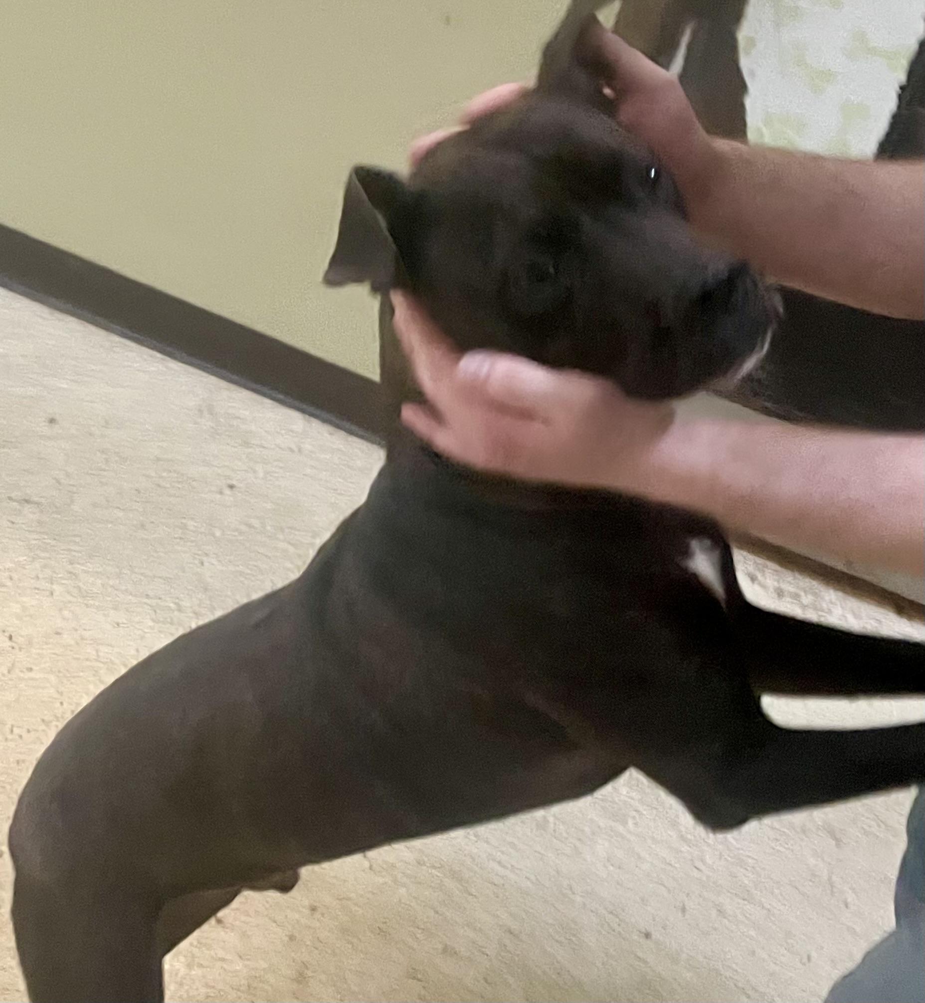 Anakin, Adult Male Terrier