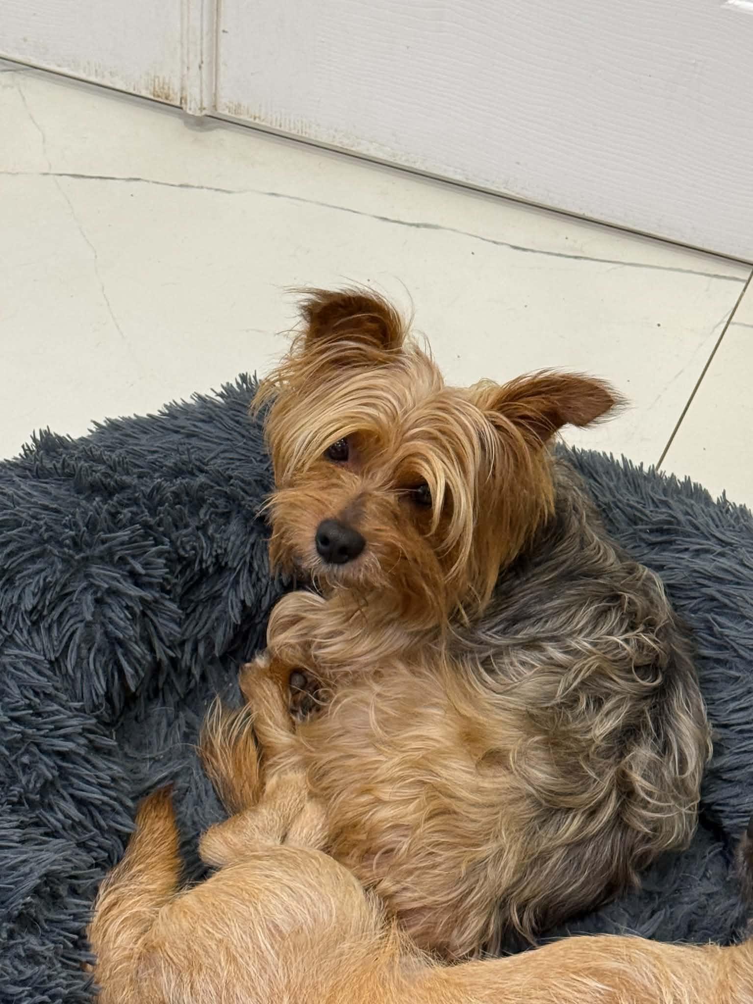 Chase, adoptable, Adult Male Silky Terrier.