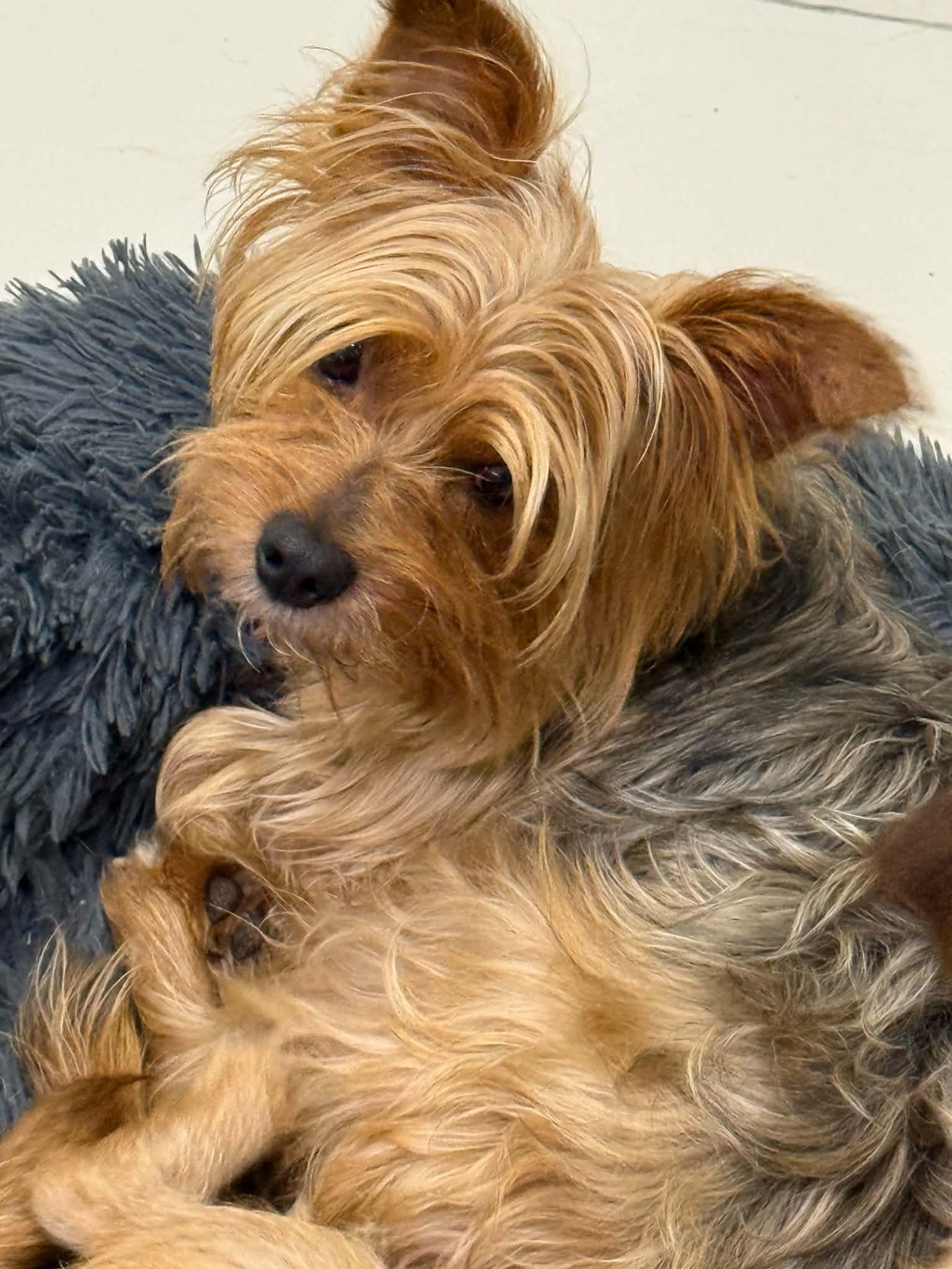 Enlarge Chase, an adoptable Silky Terrier in LEHIGH ACRES, FL image 2/2