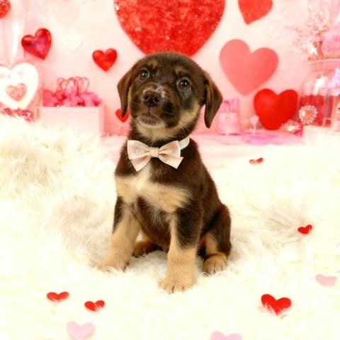 Enlarge Vixen, a ADOPTABLE mixed breed in Tehachapi, CA image 1/1