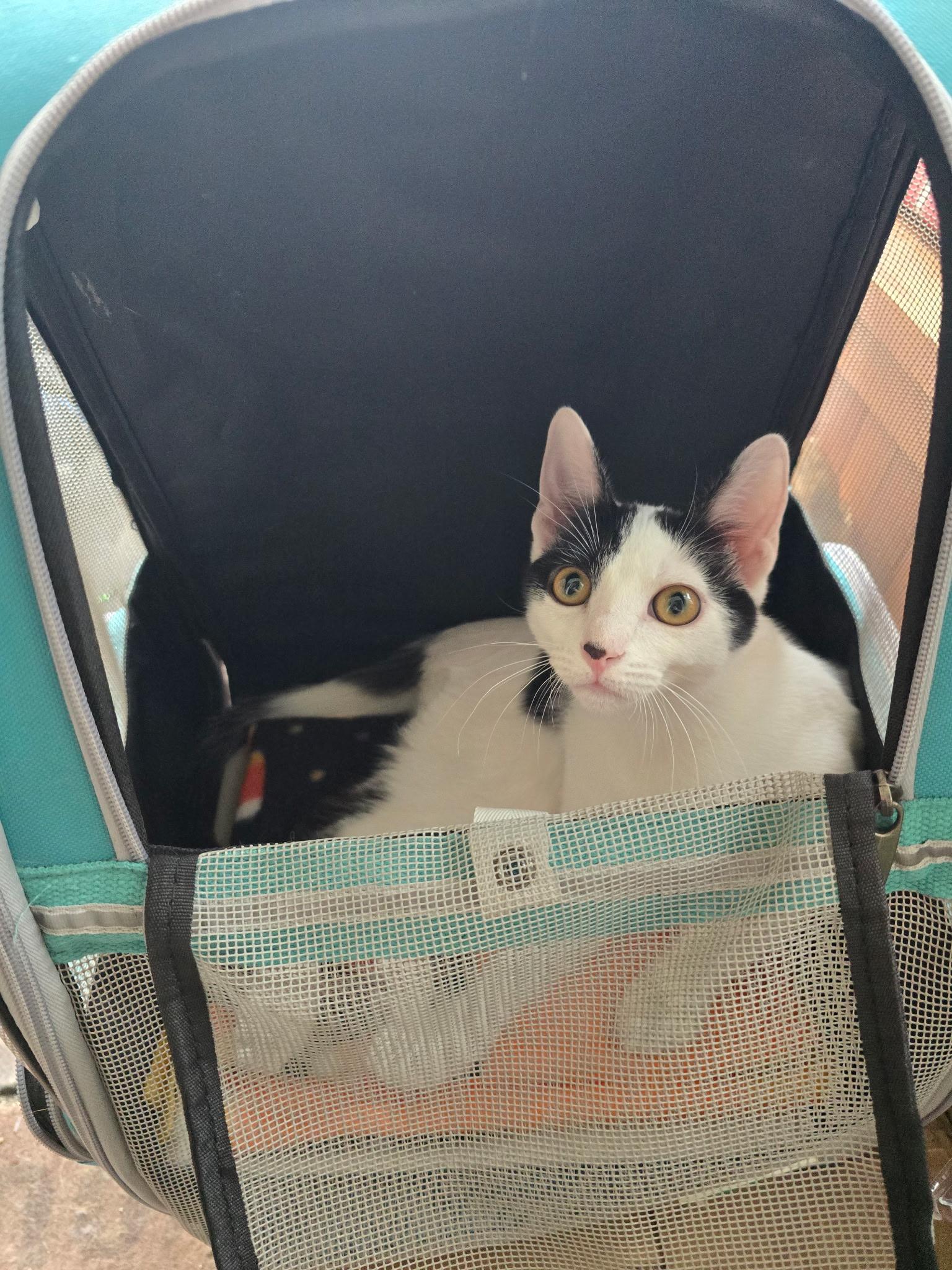 Enlarge Denim, a Adoptable Domestic Short Hair in Highland, IN image 5/5