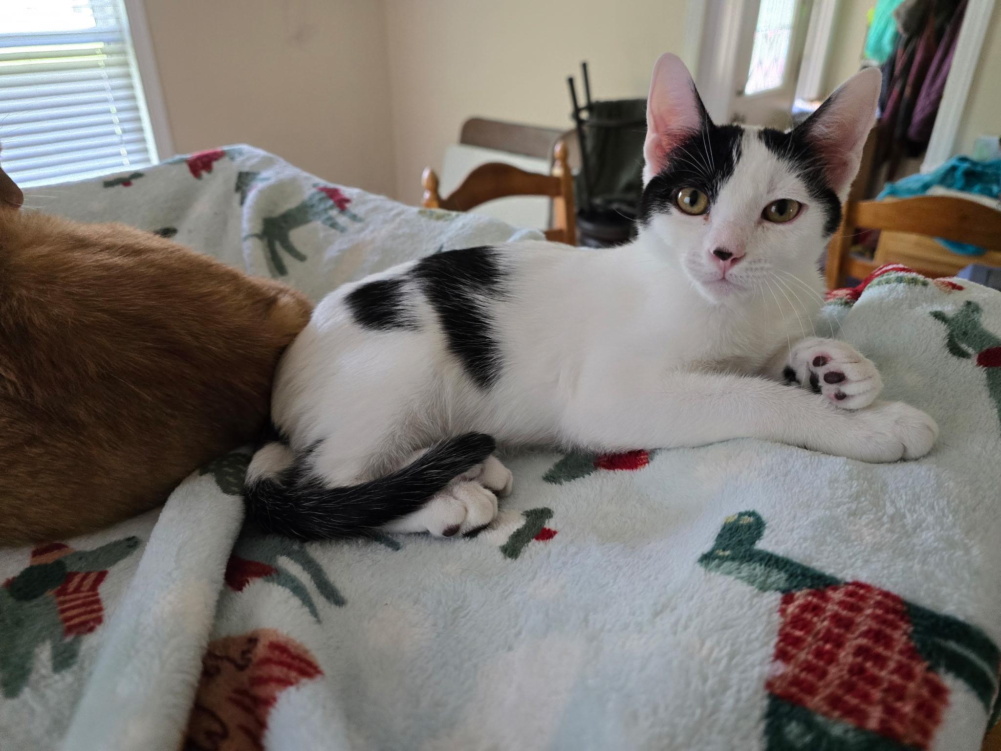 Enlarge Denim, a Adoptable Domestic Short Hair in Highland, IN image 4/5