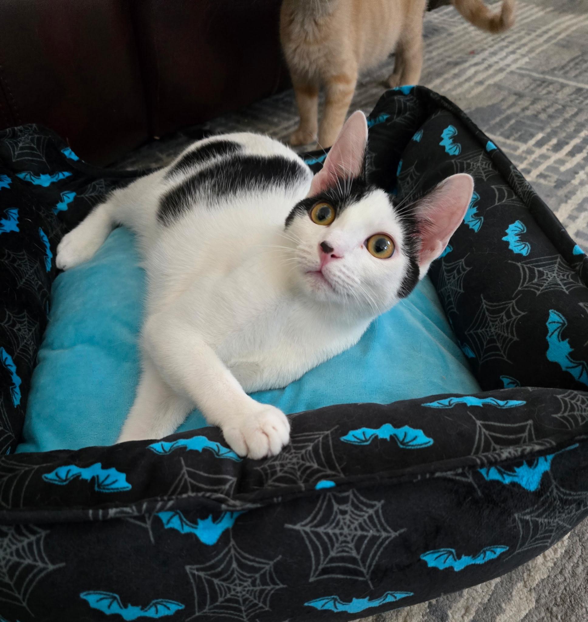 Enlarge Denim, a Adoptable Domestic Short Hair in Highland, IN image 3/5