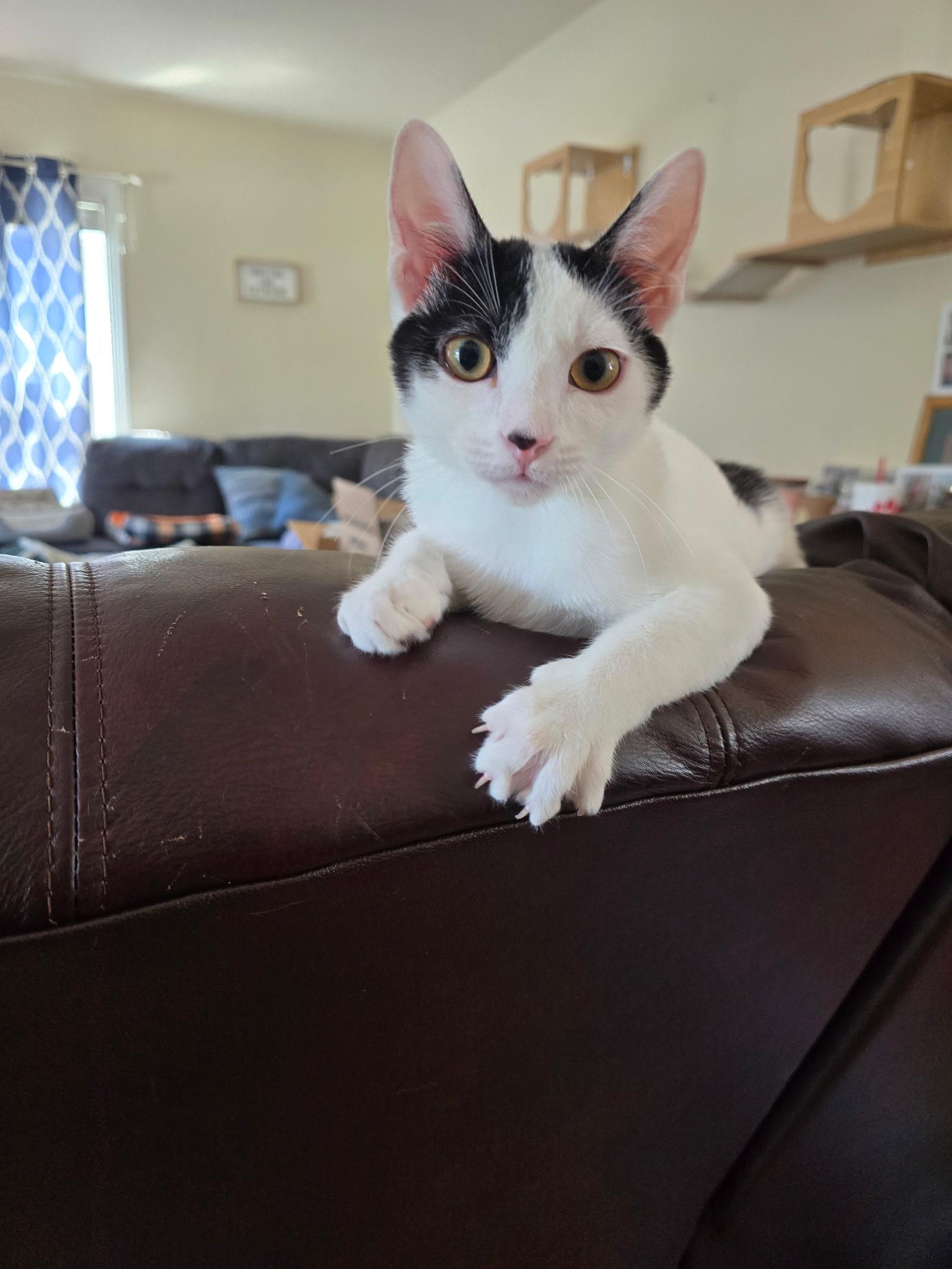 Enlarge Denim, a Adoptable Domestic Short Hair in Highland, IN image 1/5