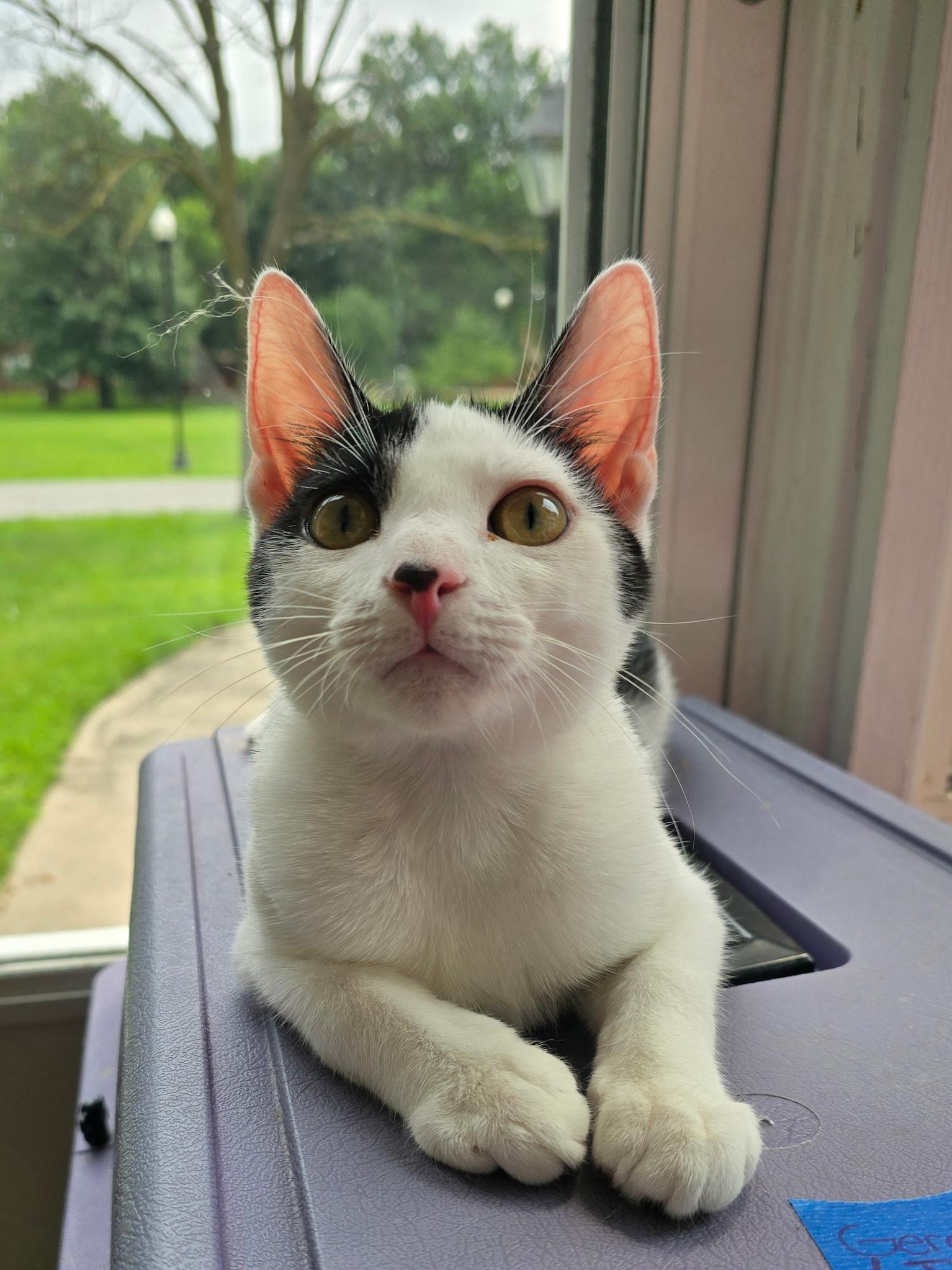 Enlarge Denim, a Adoptable Domestic Short Hair in Highland, IN image 2/5