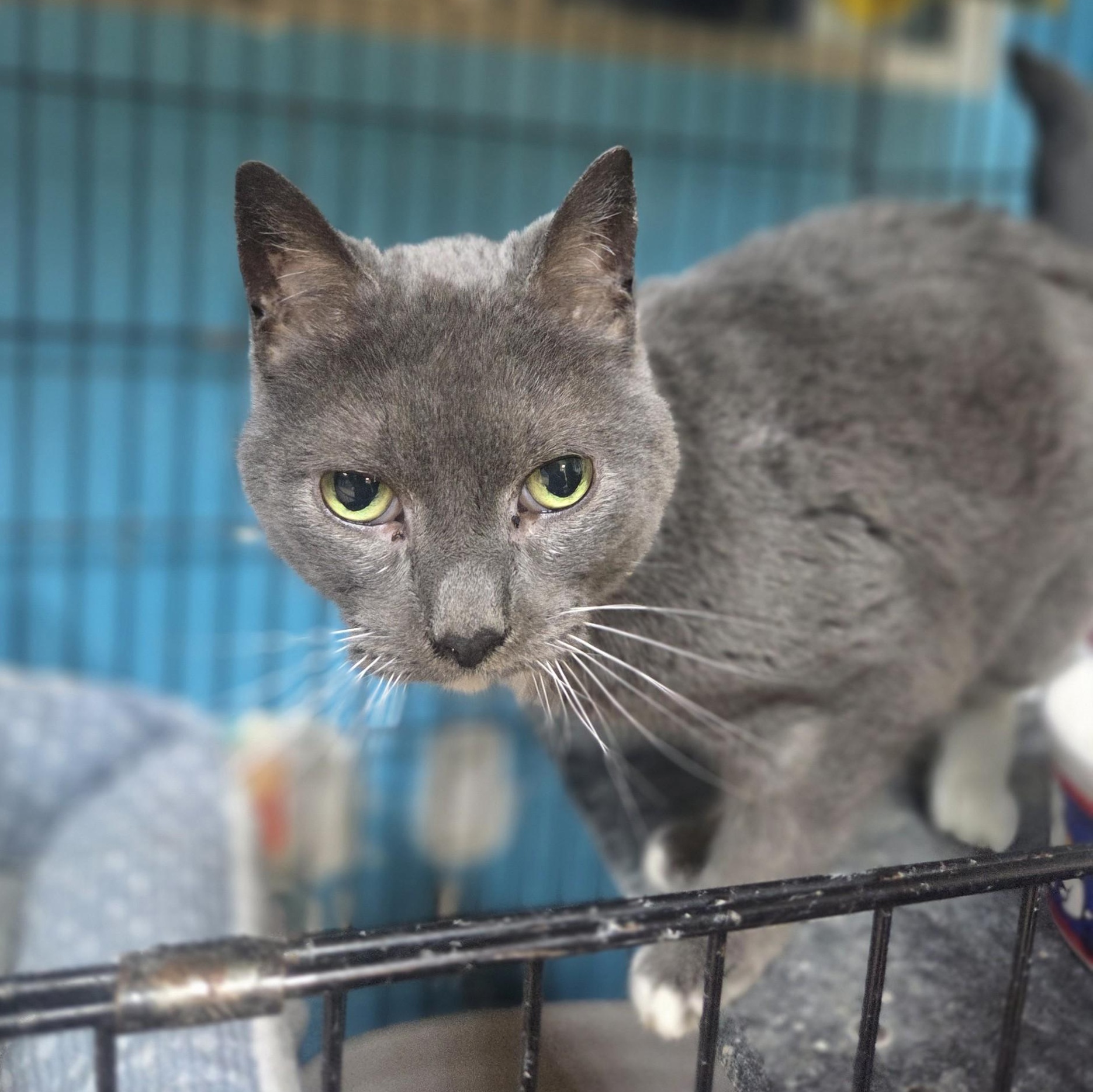 Enlarge Little Grey, a ADOPTABLE Domestic Short Hair in Brookings, SD image 2/2