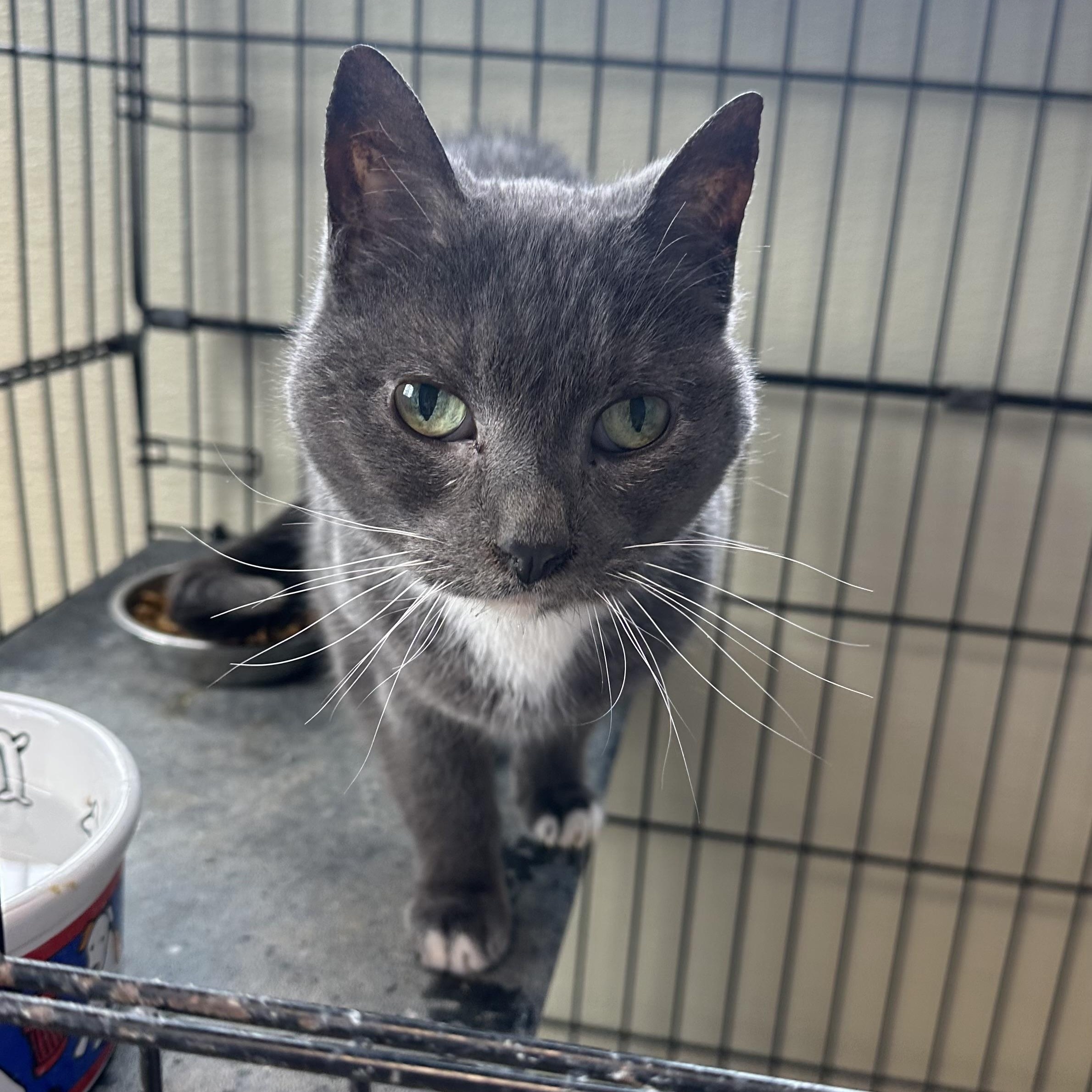 Little Grey, ADOPTABLE, Senior Female Domestic Short Hair.
