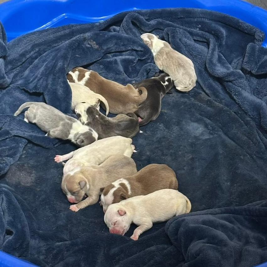 Dallas, Adoptable, Puppy Male Pit Bull Terrier & Boston Terrier.