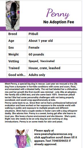 Enlarge Penny, a Adoptable Pit Bull Terrier in Matthews, NC image 5/5