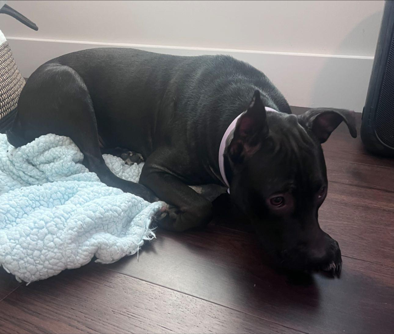 Penny, a Adoptable Pit Bull Terrier in Matthews, NC image 2/4