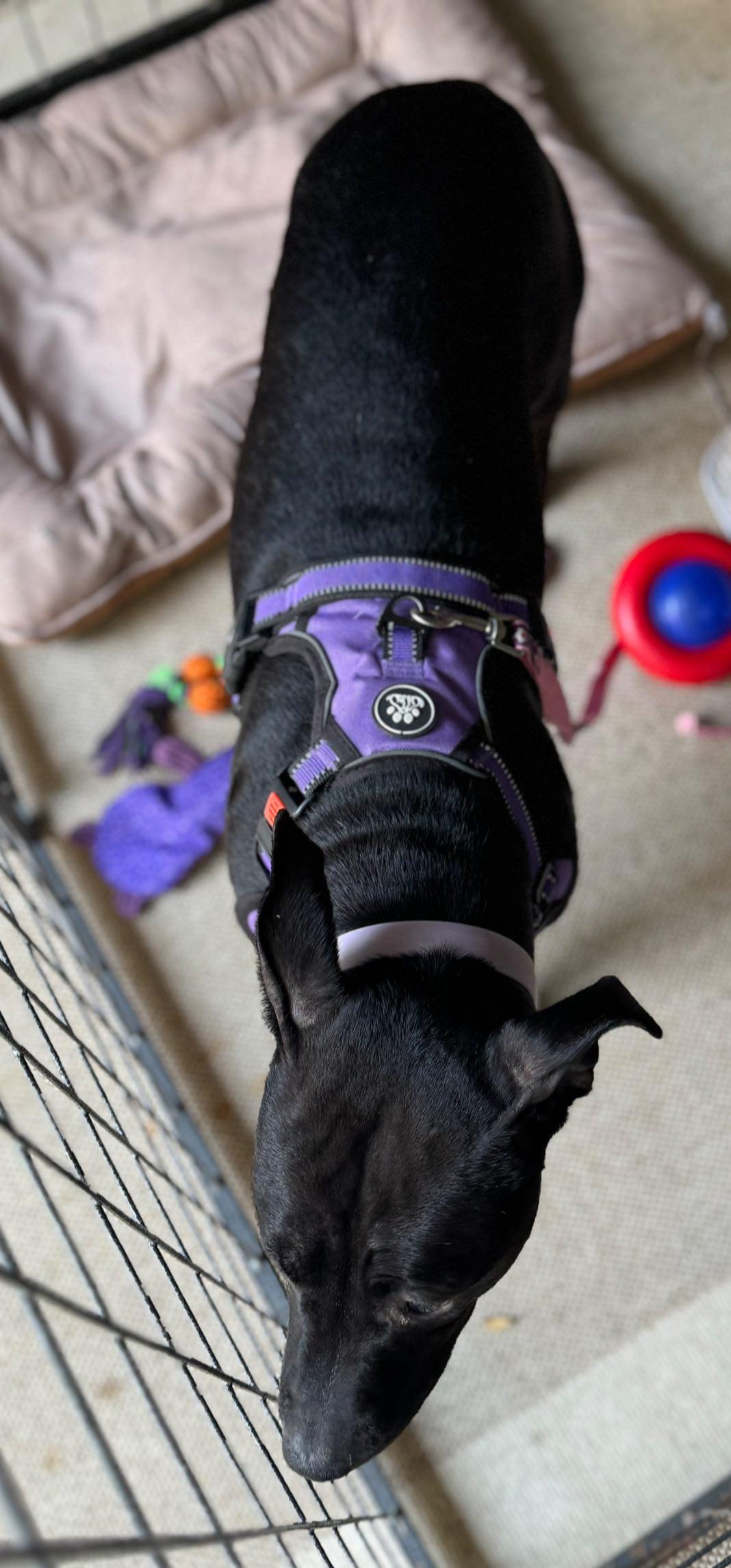 Penny, a Adoptable Pit Bull Terrier in Matthews, NC image 3/4