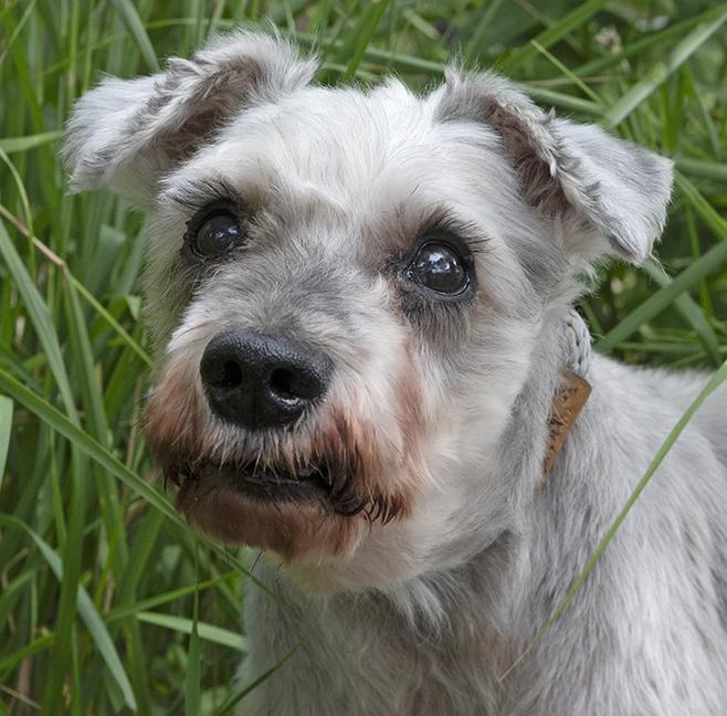 Ceasar, Senior Male unknown
