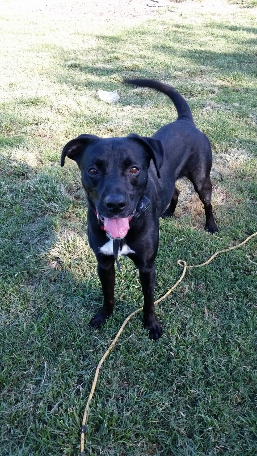 Jeter, Adoptable, Adult Male Labrador Retriever & Boxer.