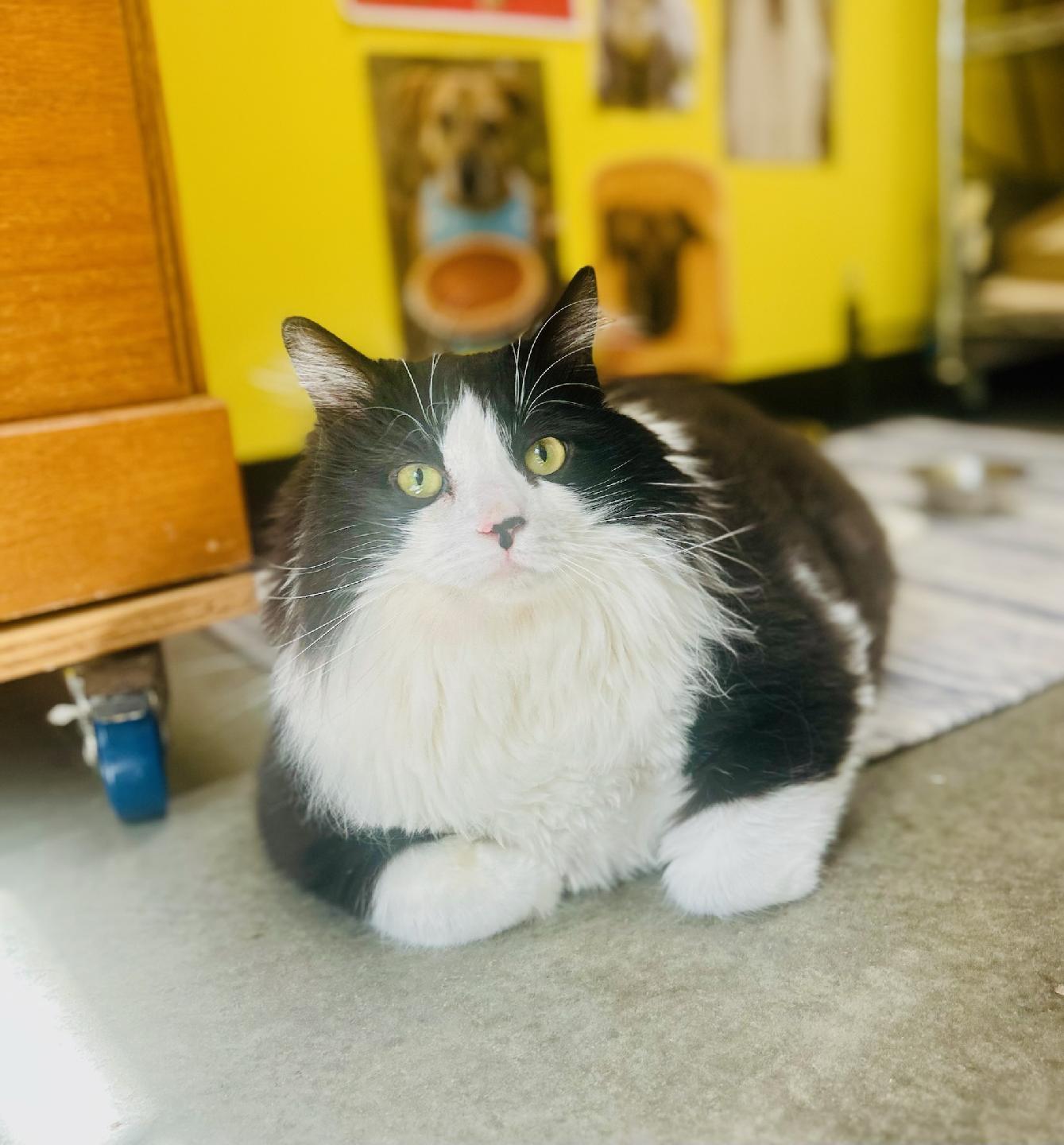George, a Adoptable Domestic Long Hair in Sanford, NC image 1/2