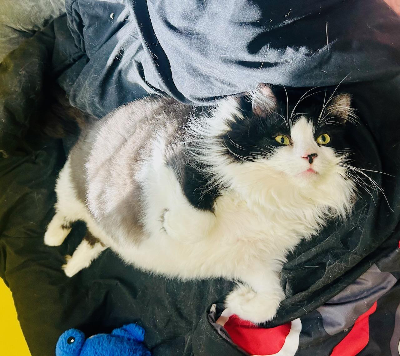 George, a Adoptable Domestic Long Hair in Sanford, NC image 2/2