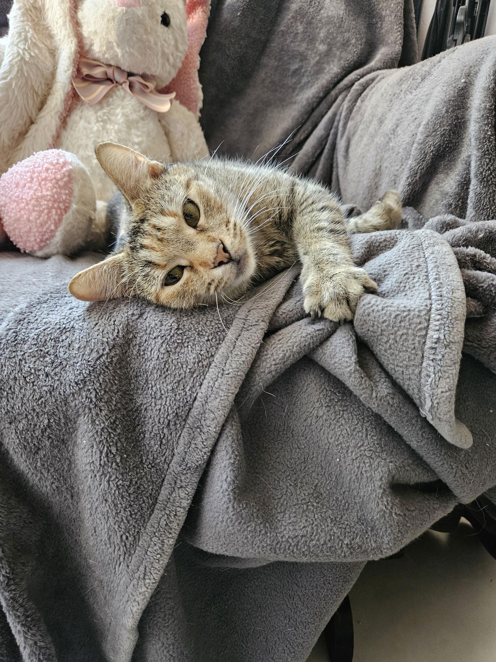 Butter, Adoptable, Adult Female Abyssinian & Tabby.