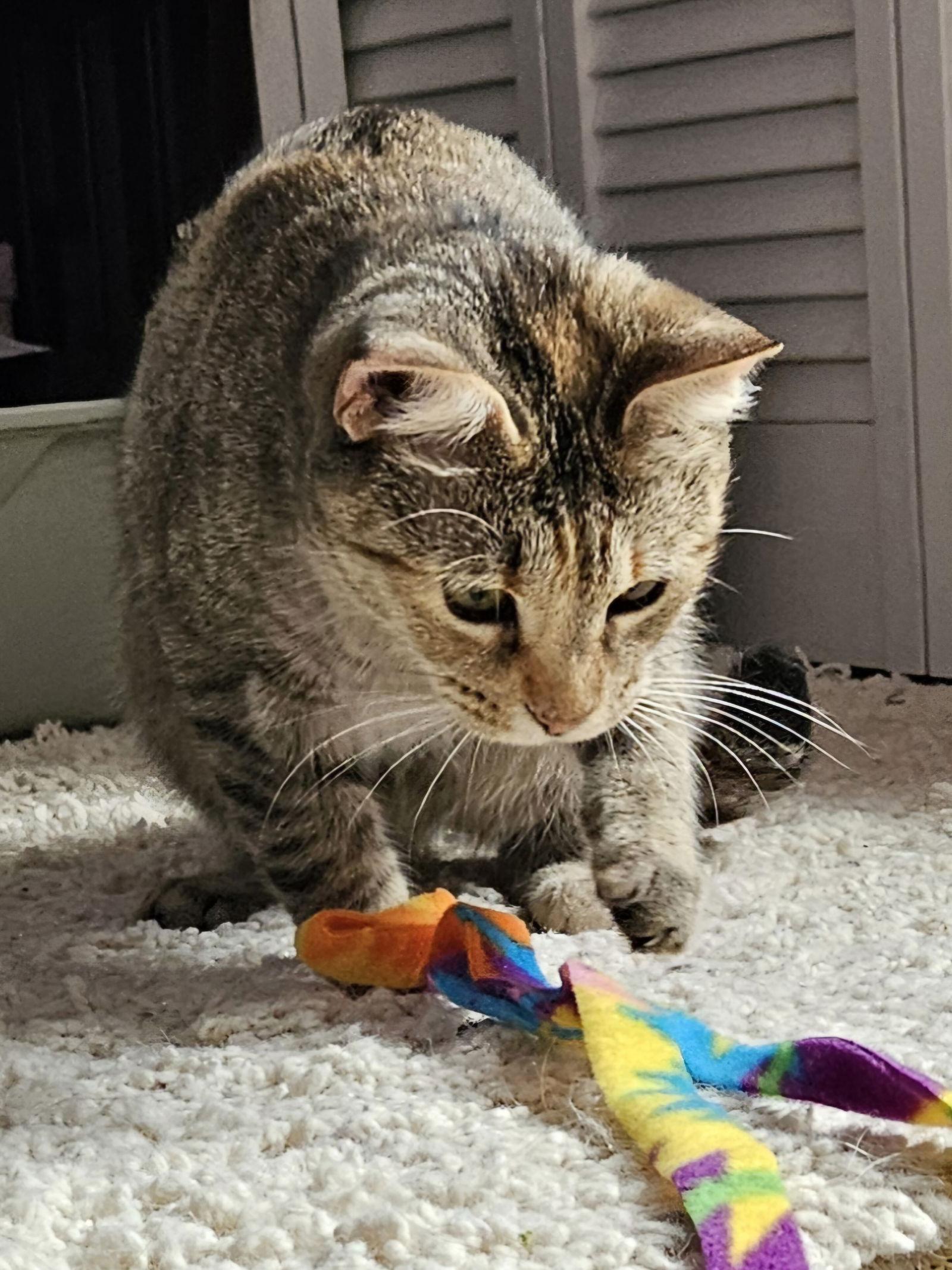 Enlarge Butter, a Adoptable mixed breed in Oakland Park, FL image 2/3