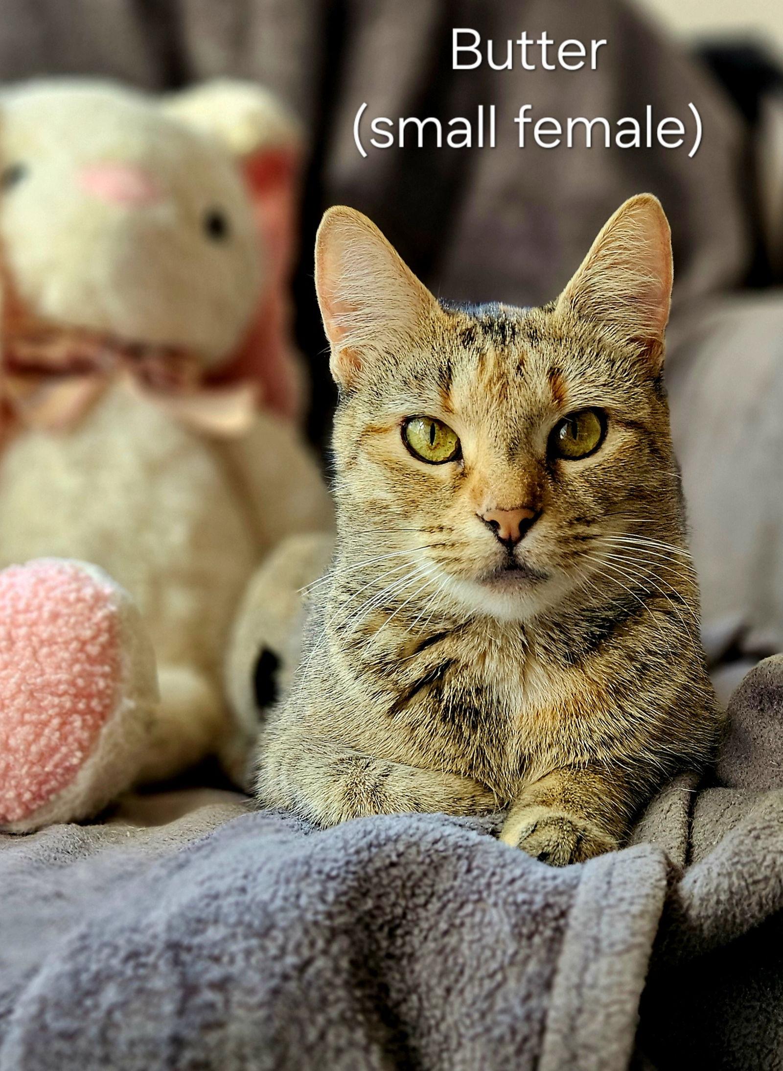 Enlarge Butter, a Adoptable mixed breed in Oakland Park, FL image 3/3