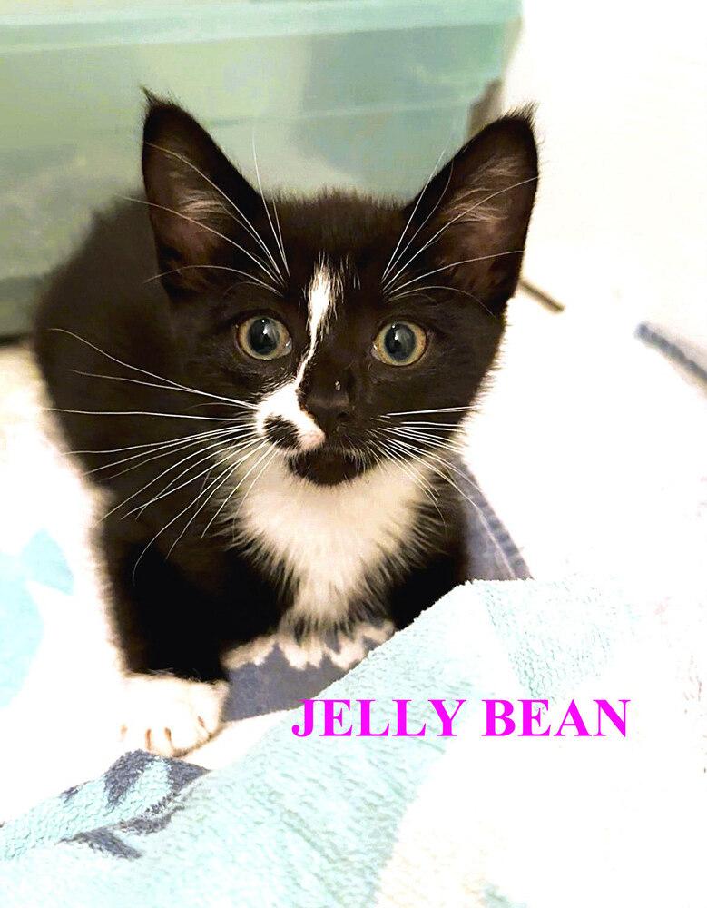 Enlarge Jelly Bean, a Adoptable Domestic Short Hair in Mooresville, NC image 1/1