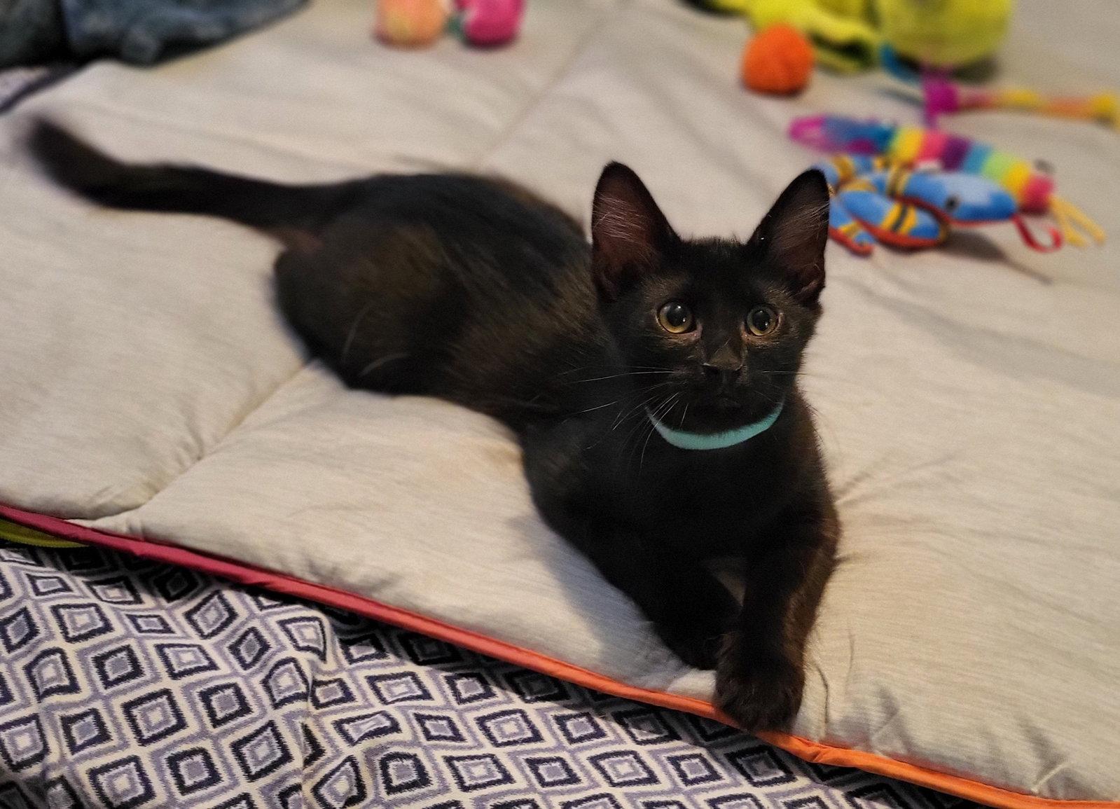 Diablo, Adopted, Young Male Domestic Medium Hair.