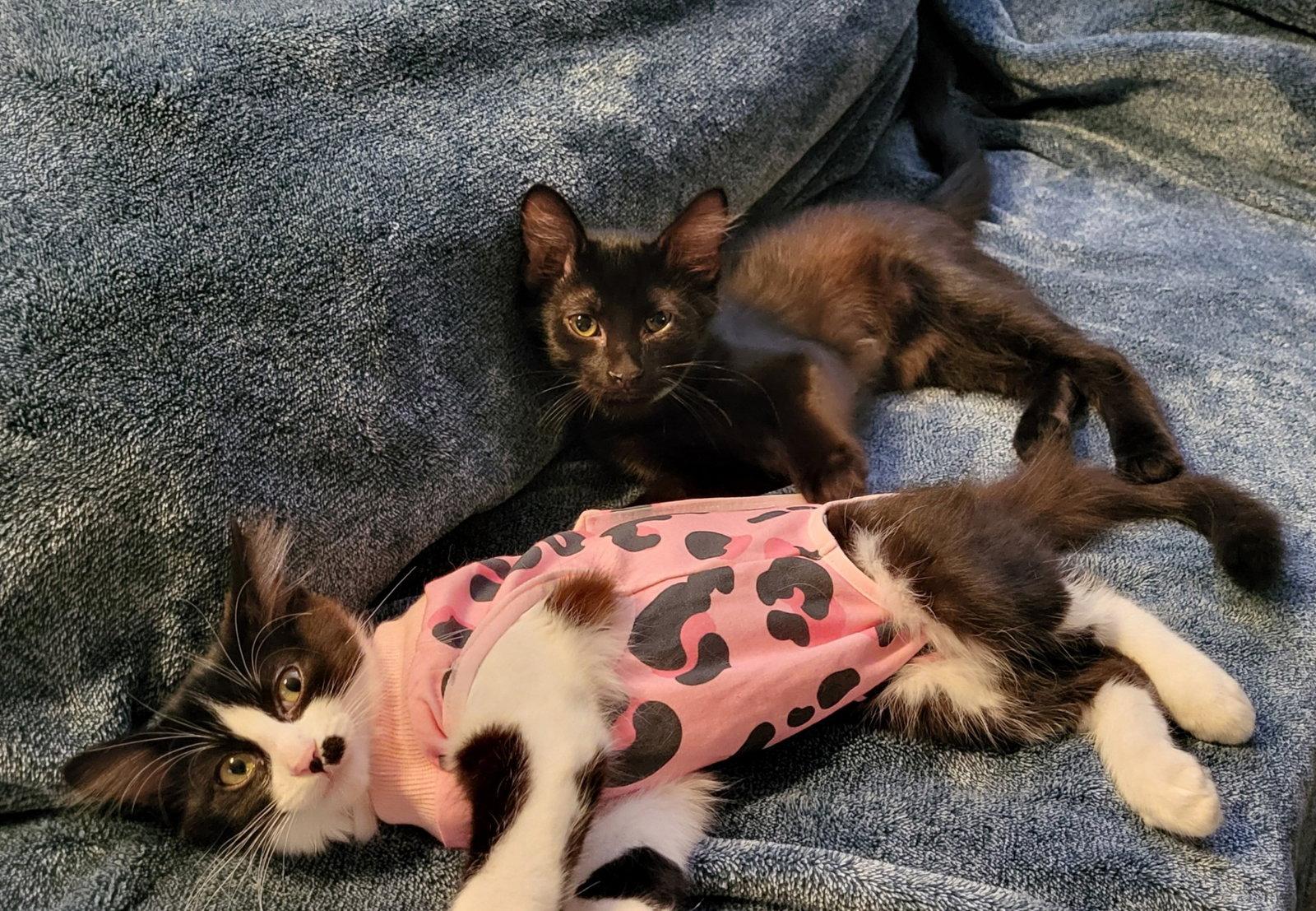 Enlarge Diablo, a Adopted Domestic Medium Hair in Cypress, TX image 2/3
