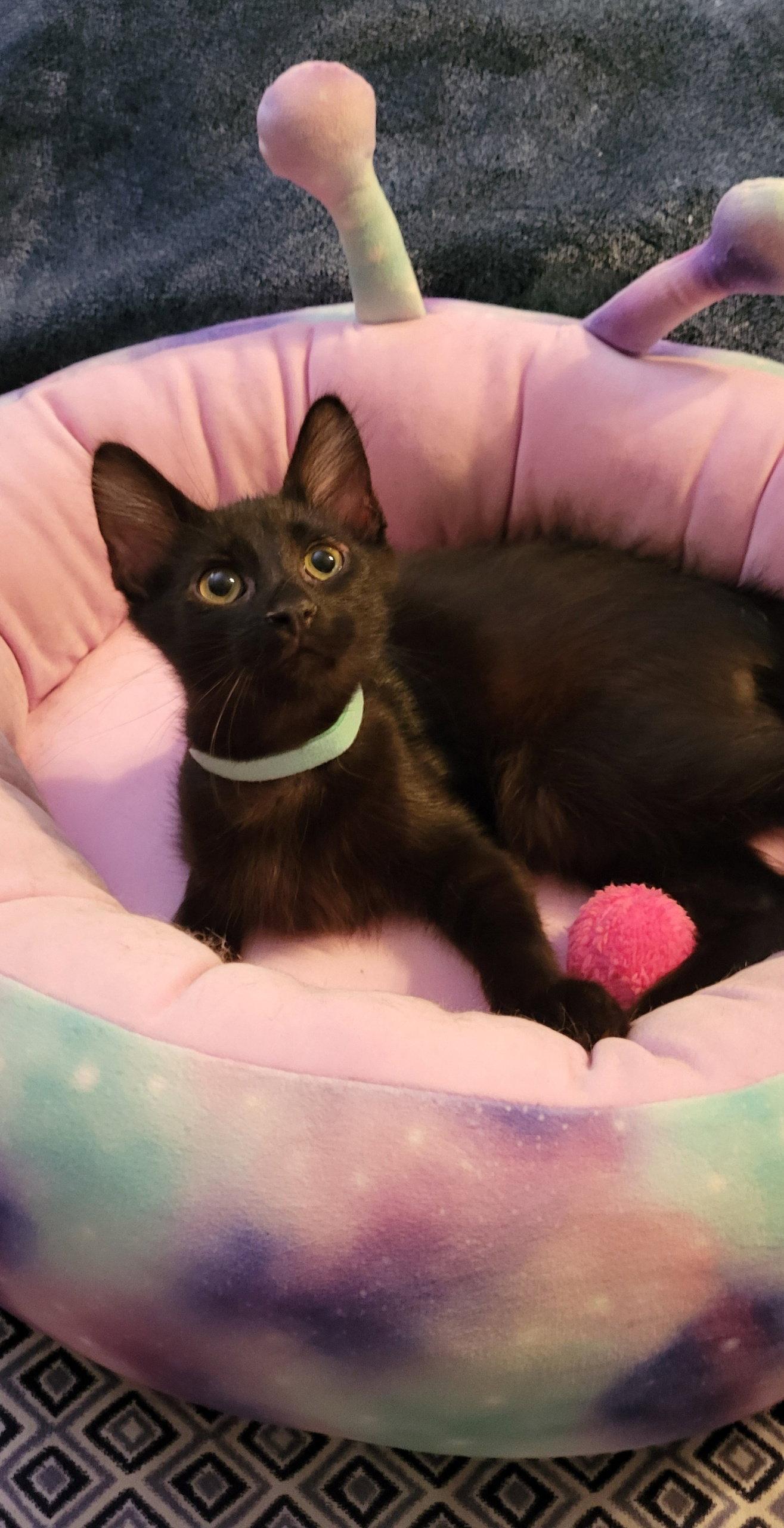 Enlarge Diablo, a Adopted Domestic Medium Hair in Cypress, TX image 3/3